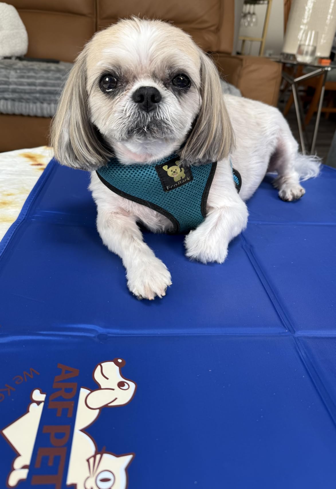 Arf Pets Dog Cooling Mat - Solid Gel Self-Cool Pad | Durable & Non-Toxic customer photo 2