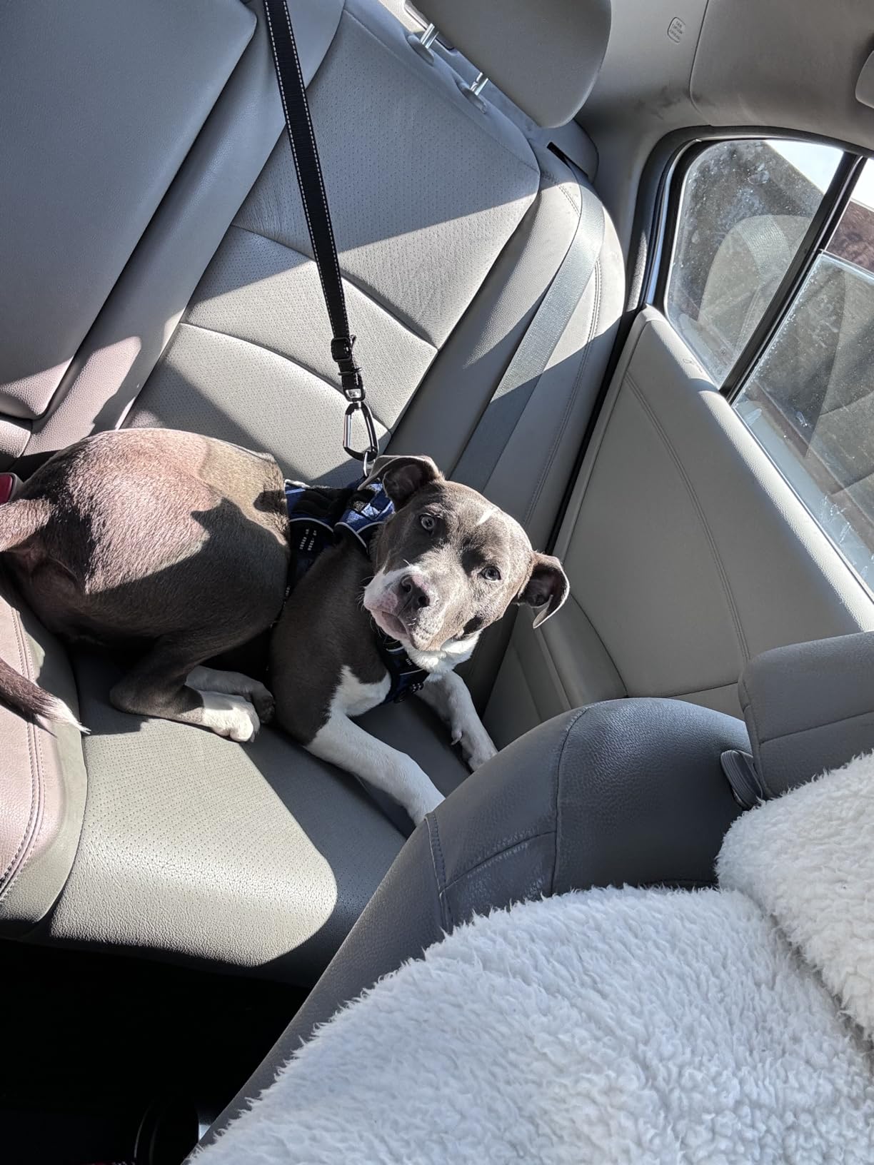 Mighty Paw Dog Seat Belt For Car - LATCH Compatible Adjustable Dog Seatbelt Harness for Small, Medium and Large Pets. Distraction Free Driving, Heavy-Duty Design with Aviation Grade Aluminum Carabiner customer photo 2