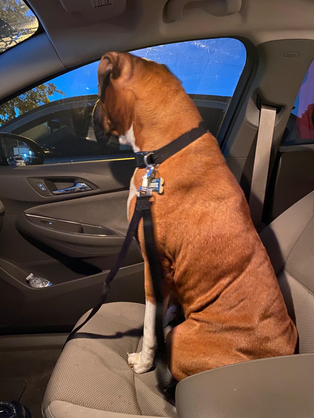 SunGrow Dog Seat Belt for Car, Adjustable Nylon Pet Seatbelt, Supports All Cars, Dog Car Leash Seat Belt, Seatbelt for Dogs, Cats & Ferrets Travel Harness customer photo 1