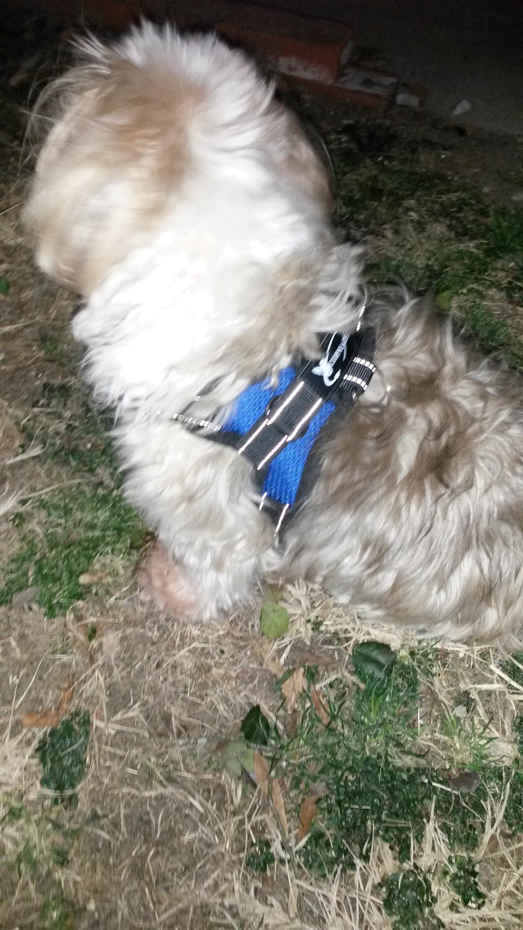 No Pull Reflective Adjustable Dog Harness with Handle- Comfortable Soft All Weather Mesh, Easy On Puppy Harness for Small Medium and Large Dogs (Red) Small customer photo 2