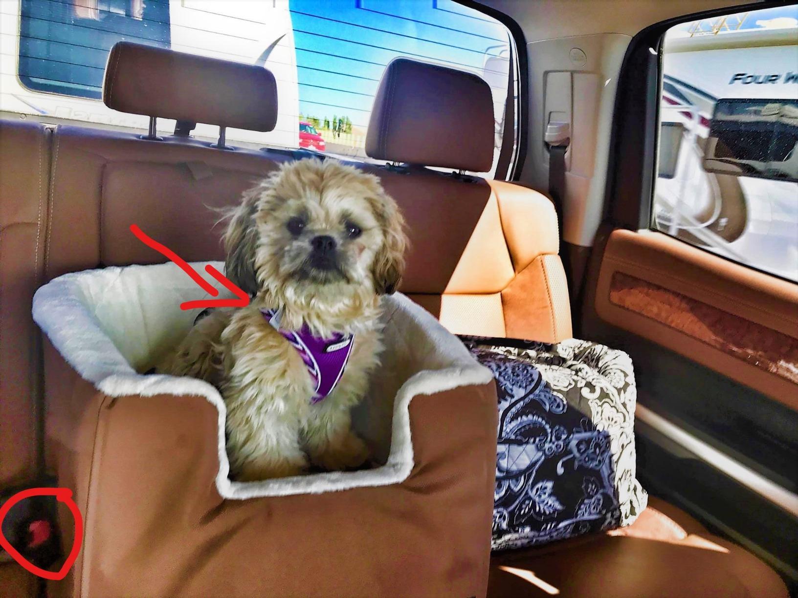 Amazon Basics Dog Car Seat Booster for Small Dogs up to 25lbs, Washable Removable Cover, Safety Leash, Elevated View for Window, 18