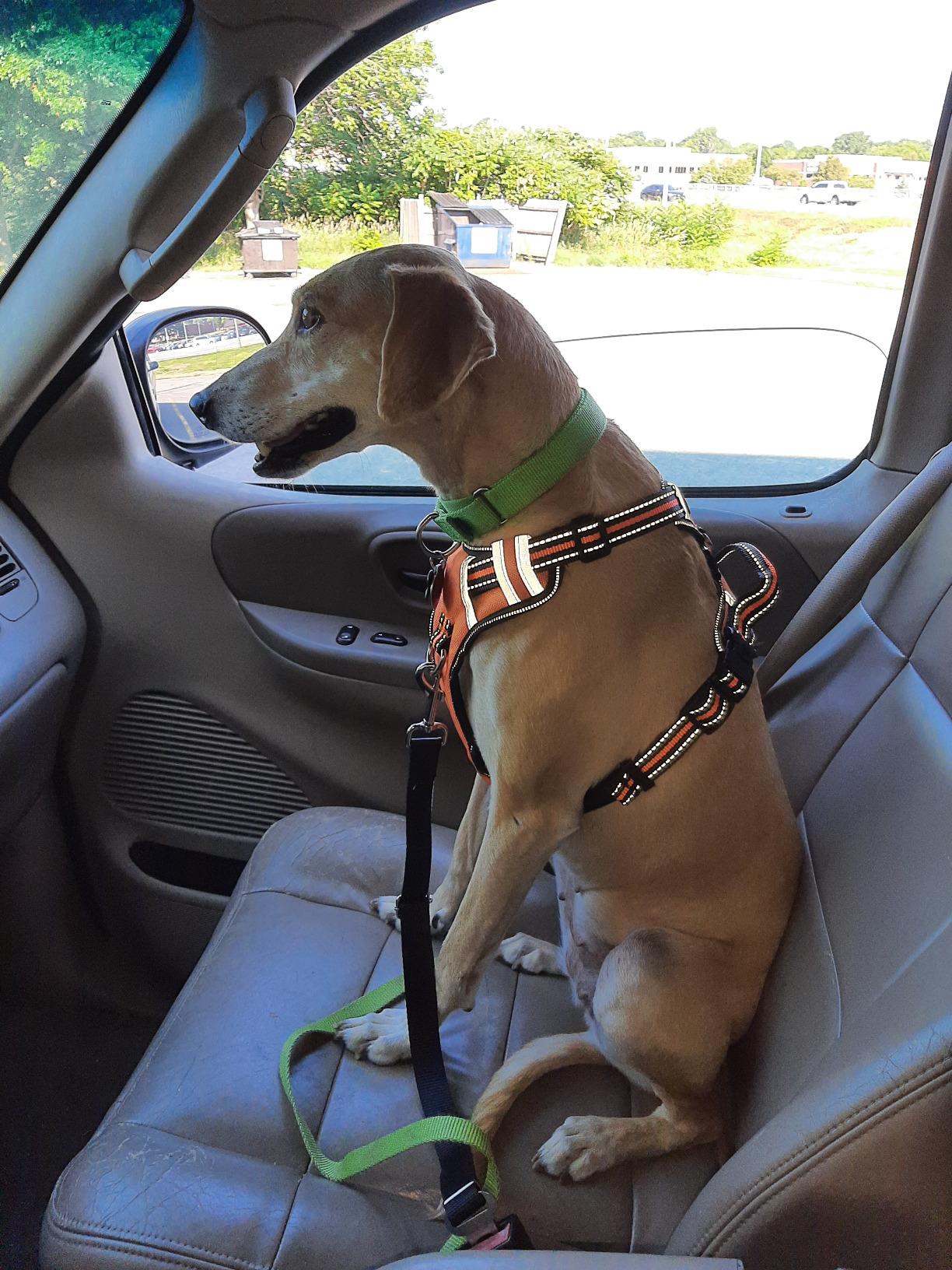 Dog Seat Belt Pet Dog Cat Car Seatbelt Safety Tether - 2 Pack - Adjustable Harness Belts Pet Leash - Heavy Duty Nylon Seatbelts - Universal Fit Cars Truck SUV customer photo 2