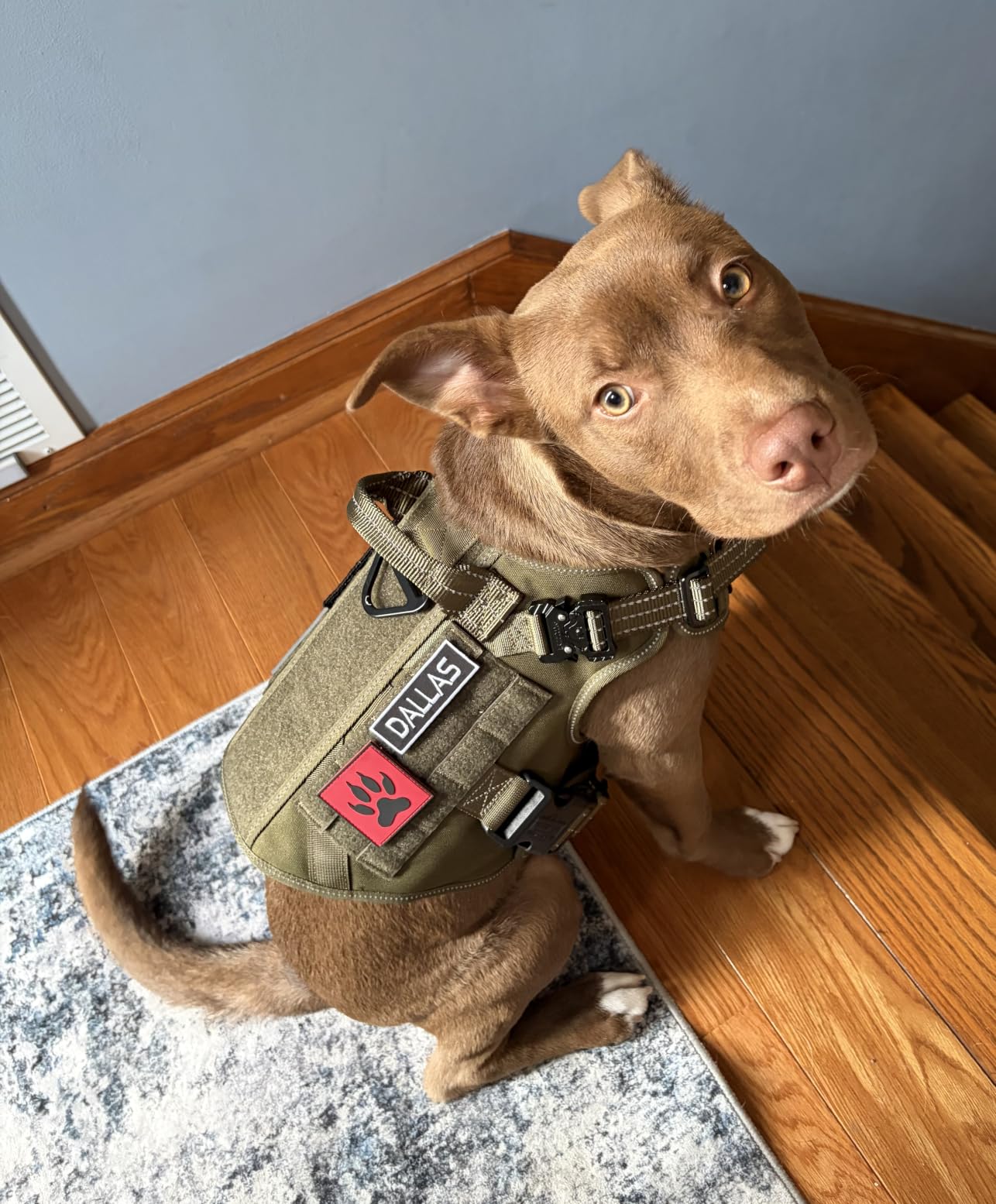 ICEFANG Tactical Dog Harness for Large Dogs,Reflective No Pull Dog Vest customer photo 2