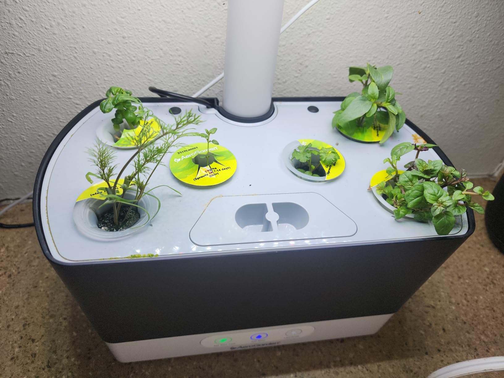 AeroGarden Harvest Indoor Garden Hydroponic System with LED Grow Light and Herb Kit, Holds up to 6 Pods, White customer photo 1