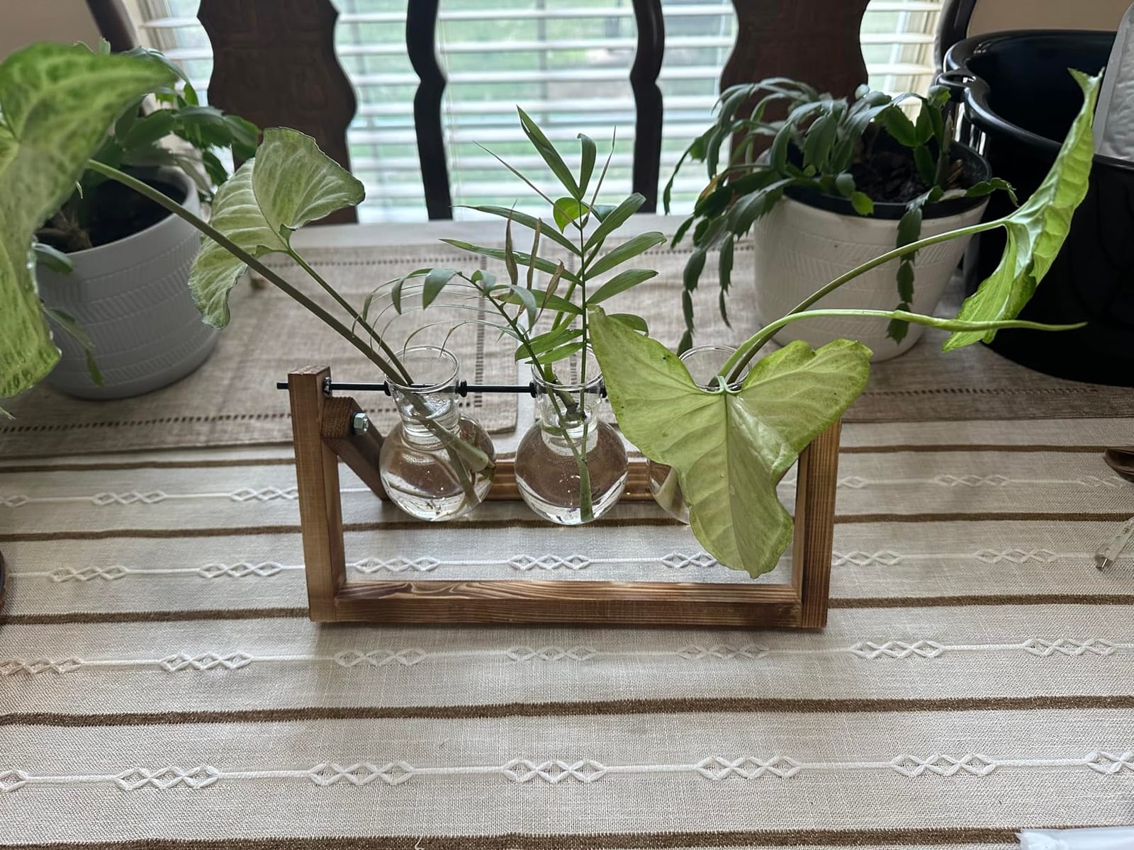 XXXFLOWER Plant Terrarium with Wooden Stand, Air Planter Bulb Glass Vase Metal Swivel Holder Retro Tabletop for Hydroponics Home Garden Office Decoration - 3 Bulb Vase customer photo 1
