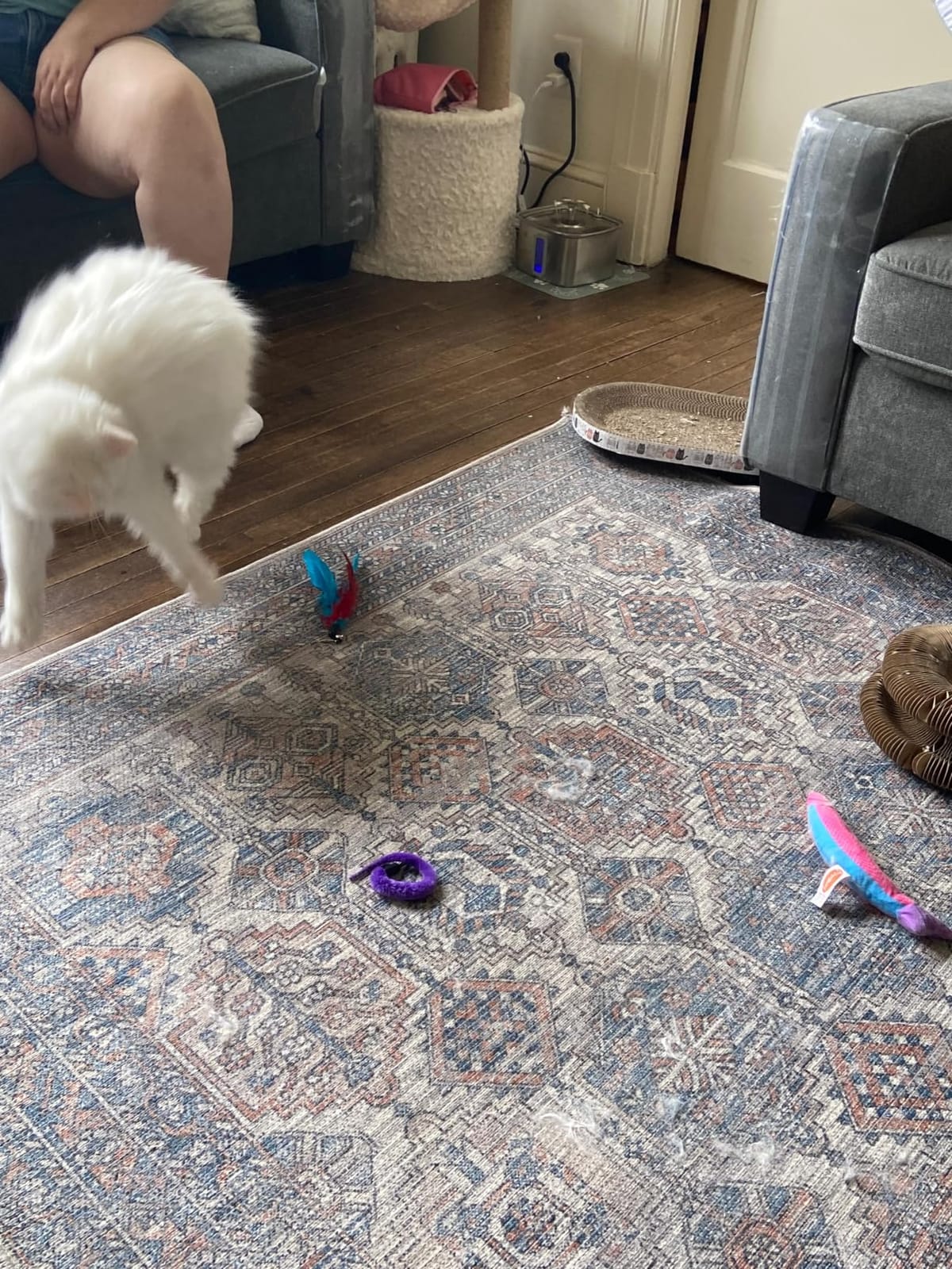 MeoHui Cat Toys for Indoor Cats, Interactive Cat Toy 2PCS Retractable Wand Toy and 9PCS Cat Feather Toys Refills, Funny Kitten Toys Cat Fishing Pole Toy for Bored Indoor Cats Chase and Exercise customer photo 1