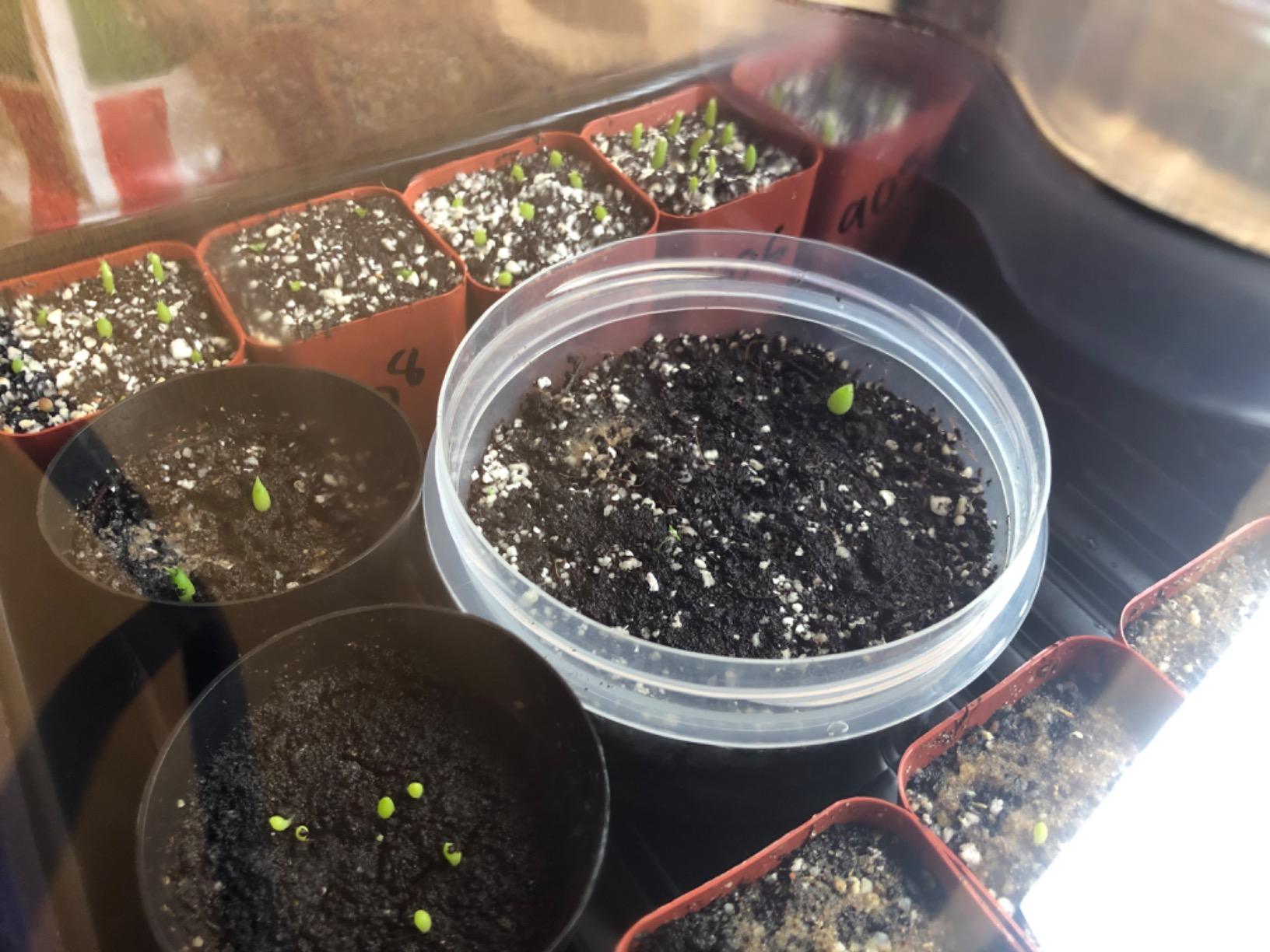 SOLIGT Thick Plastic 3-Set Strong Seed Starter Trays with 5