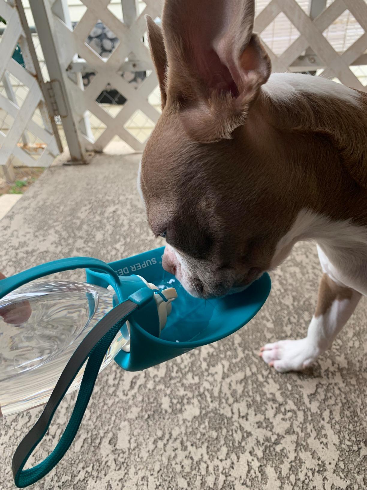 TIOVERY Dog Water Bottle for Walking, Pet Water Dispenser Feeder Container Portable with Drinking Cup Bowl Outdoor Hiking, Travel for Puppy, Cats, Hamsters, Rabbits and Other Small Animals 20 OZ customer photo 2