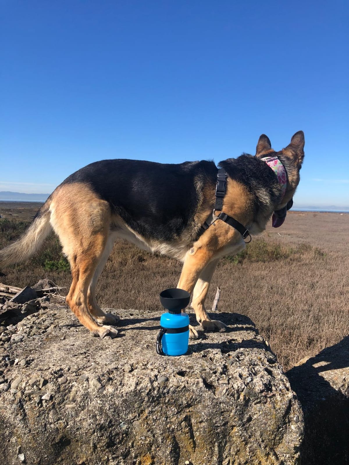 lesotc Dog Water Bottle, Portable Water Dispenser with Bowl, Leak Proof Pet Travel Squeeze Bottle, Puppy Essentials Dog Stuff Accessories for Outdoor Walking, Hiking, Camping customer photo 1