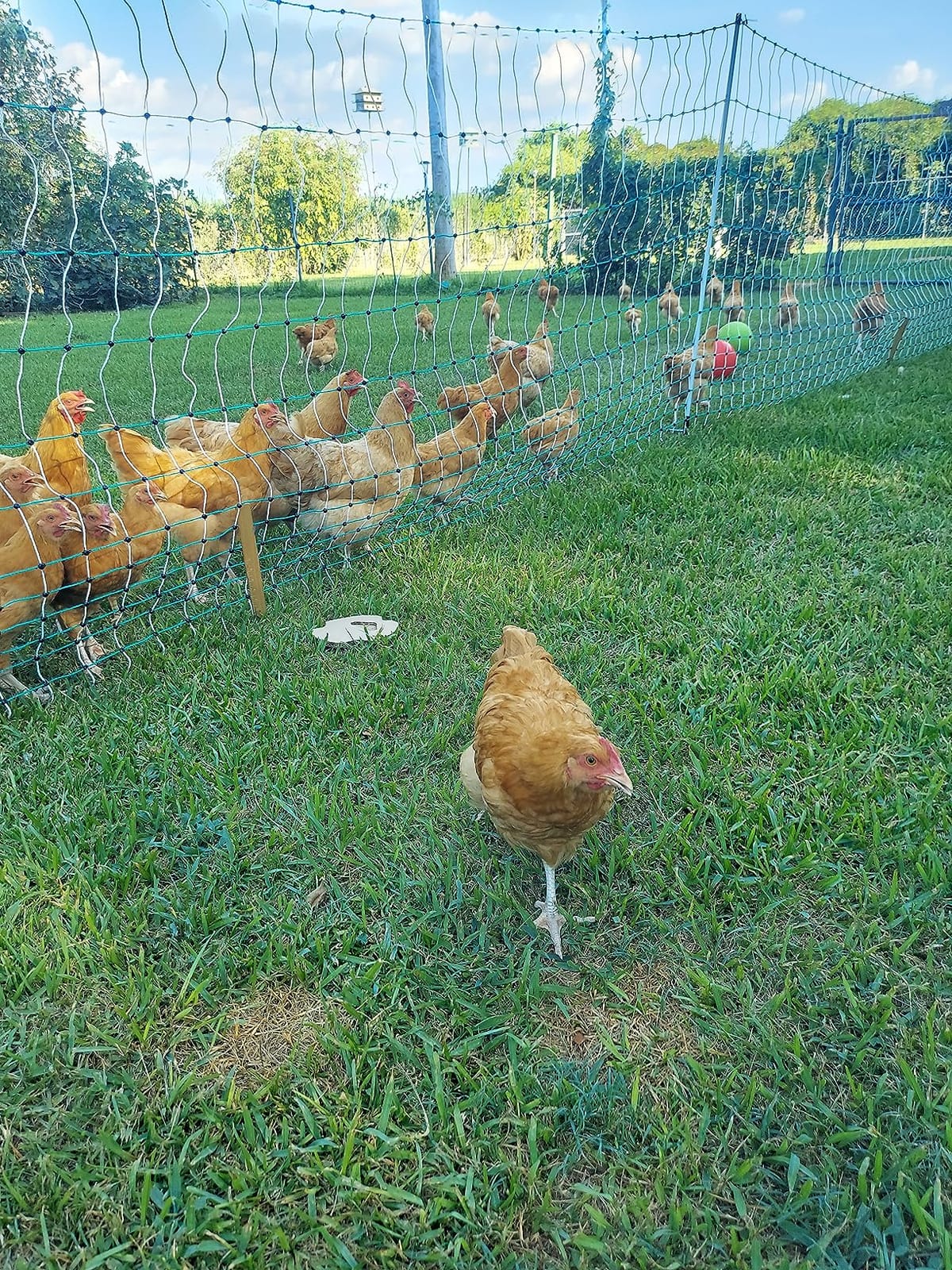 RentACoop Poultry Netting Electric Fence - 48