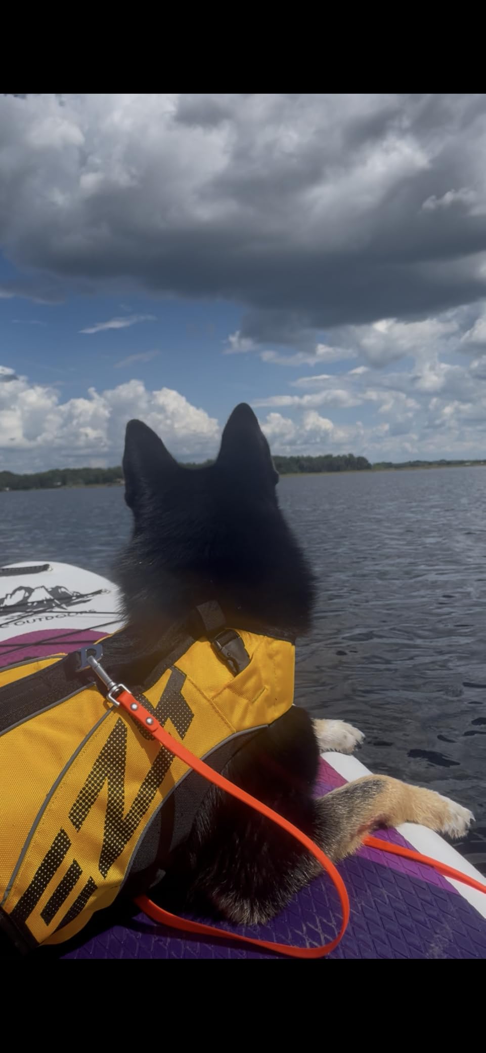 EzyDog DFD X2 Dog Life Jacket, Grab Handle, Reflective Trim - Medium Yellow customer photo 1