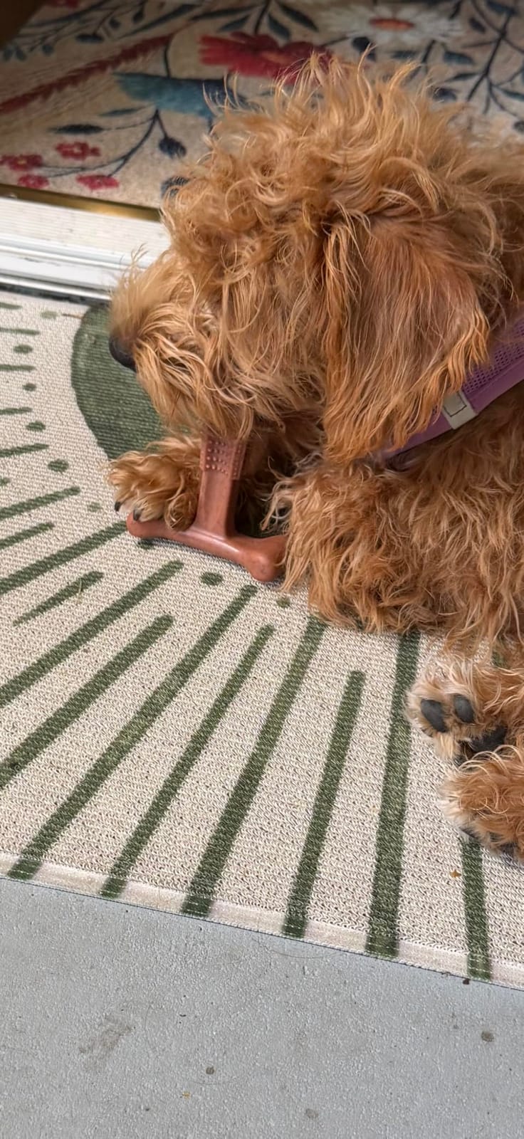 SPOT Bam-Bones Plus T Bone – Bamboo Fiber & Nylon Dog Chew Toy for Moderate to Aggressive Chewers, Durable Long Lasting & Non-Splintering, Beef Flavor Toy for Adult Dogs & Puppies Under 60 lbs, 6 in customer photo 2