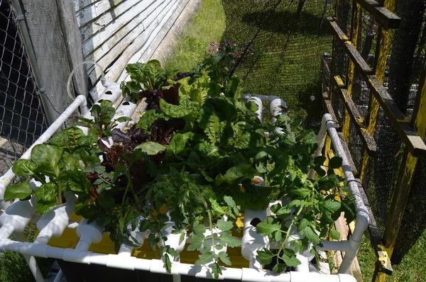Hydroponic NFT 36 Holes Growing System with Special Fertilizer Timing Cycle, PVC Pipe Garden Plant Kit customer photo 1