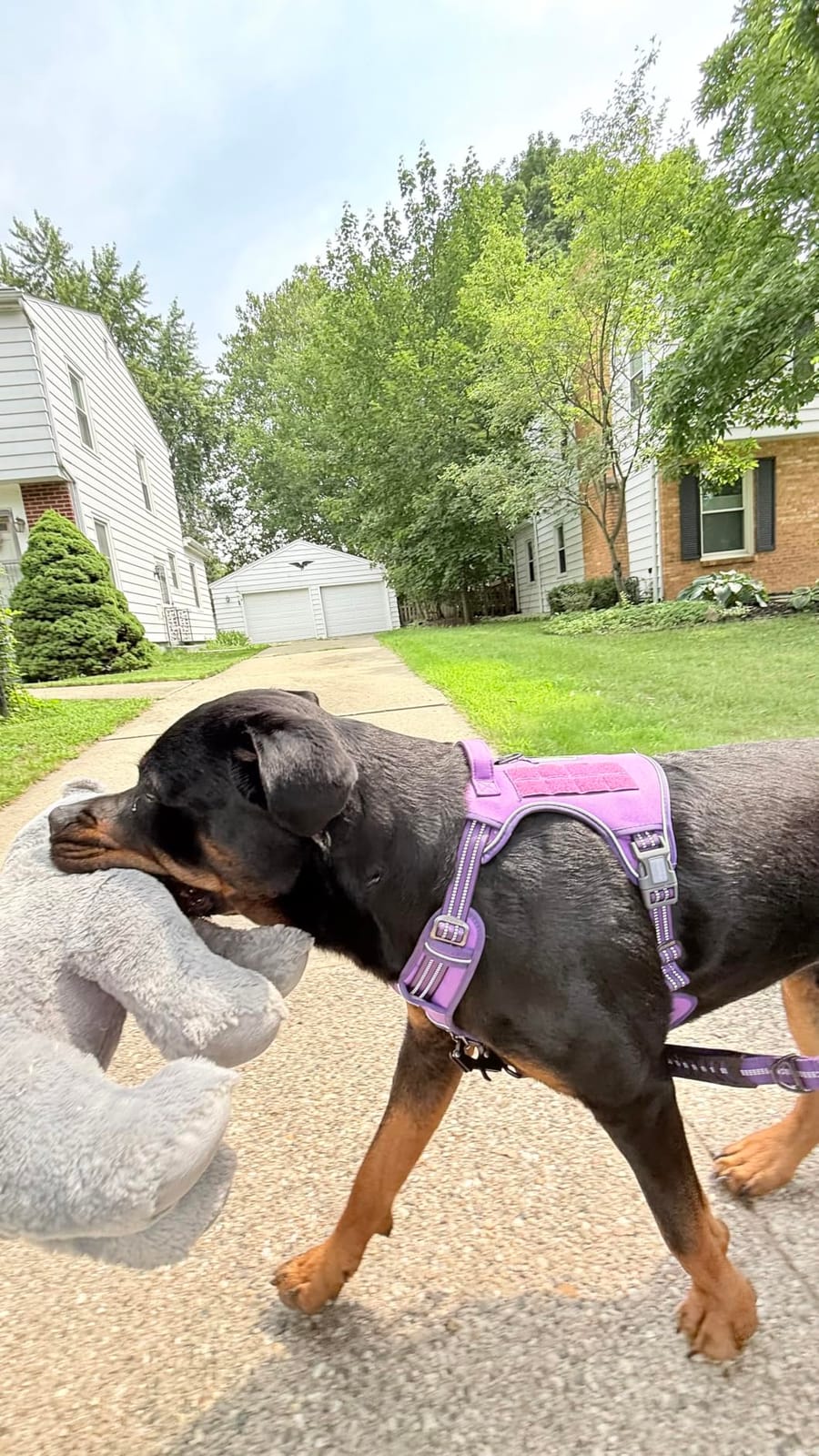 AUROTH Tactical Pet Harness for Large Dogs No Pull Adjustable, Reflective K9 Working Training Easy Control Vest Military fpr Service Dog Desert Camo L customer photo 1