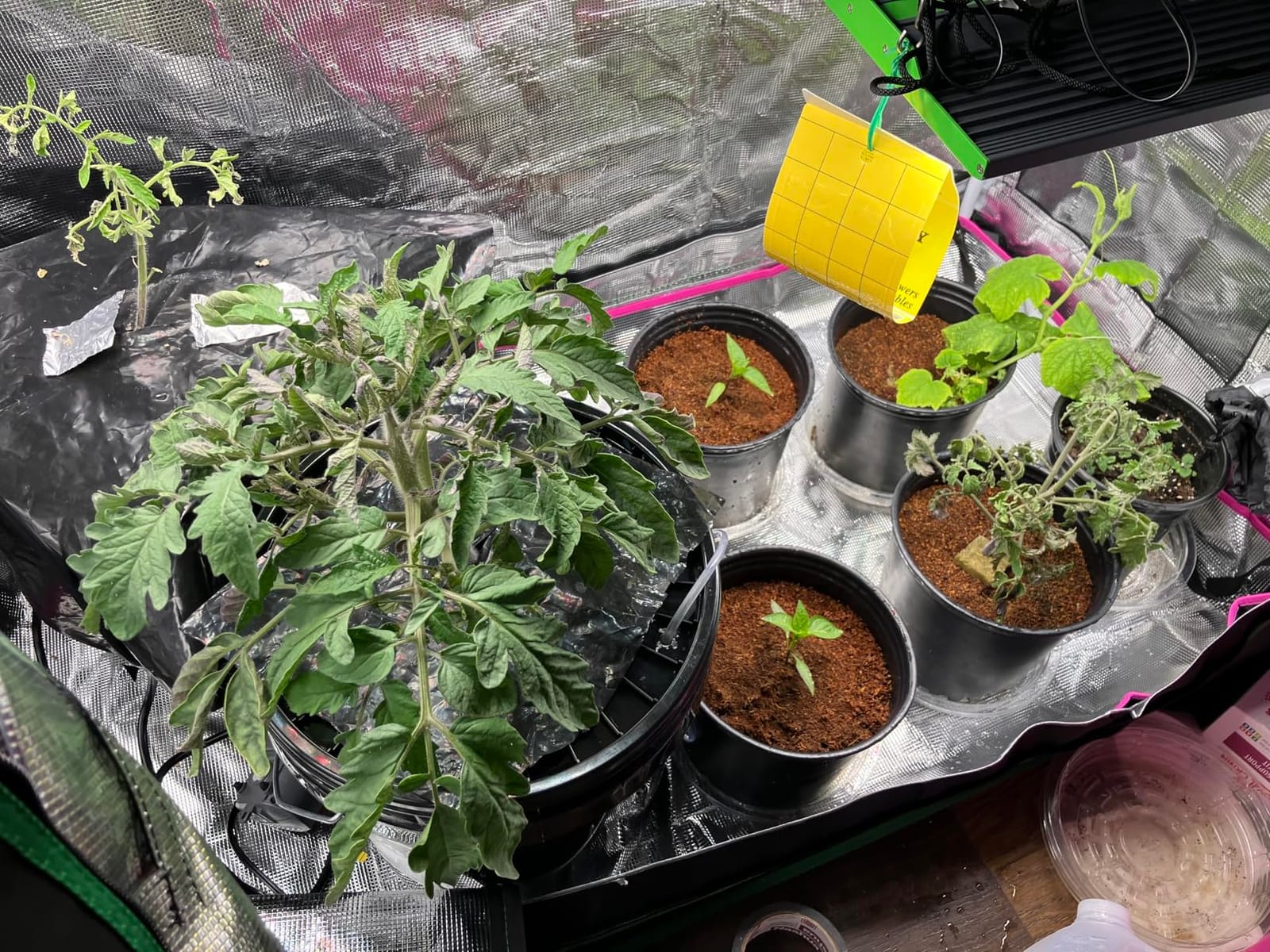 ATOUR 48”x24”x60” Grow Tent, Reflective 600D Mylar,Hydroponic Grow Tent with Observation Window and Floor Tray for Indoor Plant Growing 4’x2’ customer photo 1