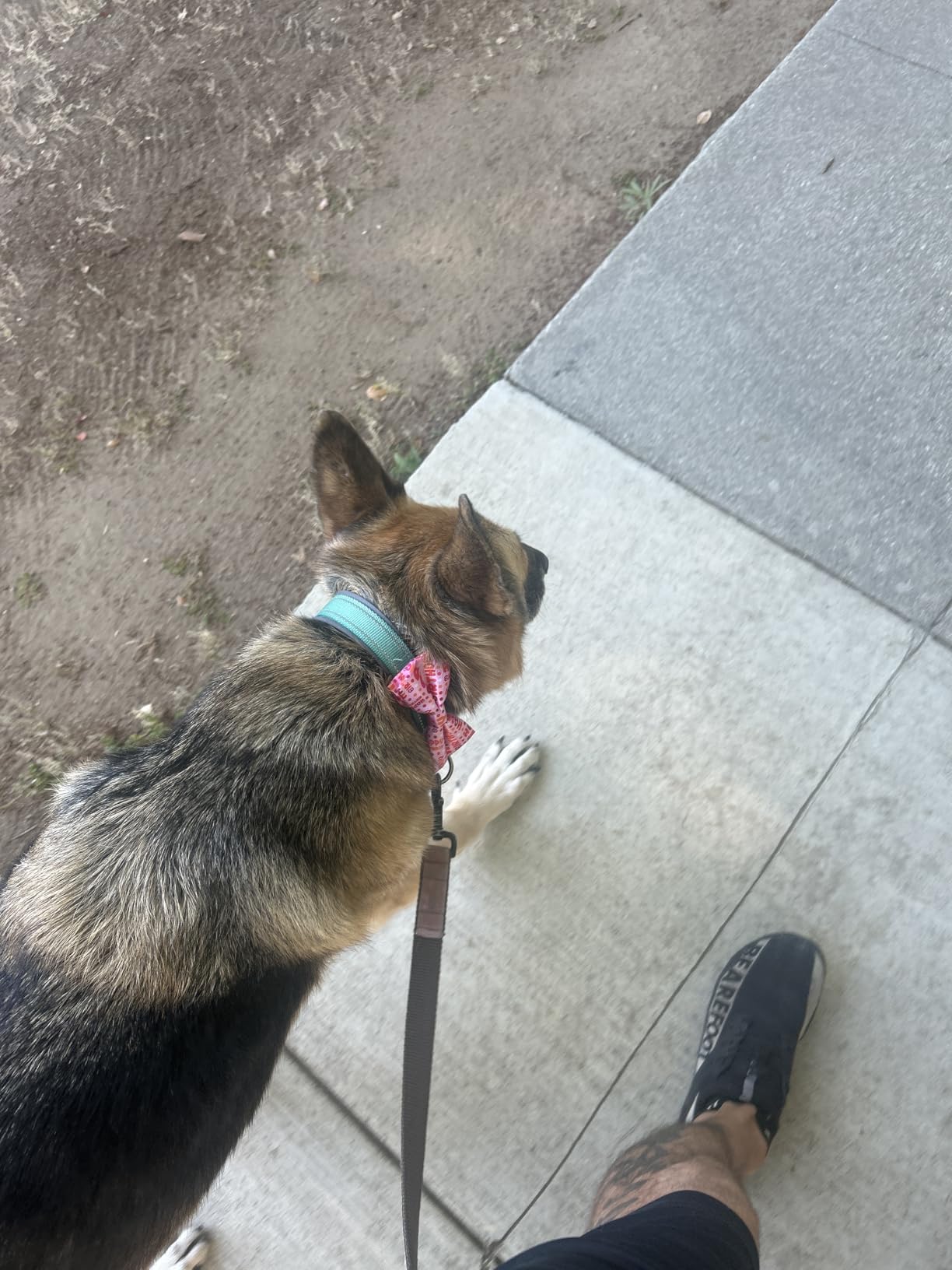 Greener Walker Poop Bags for Dog Waste-540 Bags,Extra Thick Strong 100% Leak Proof Dog Waste Bags (Green) customer photo 2