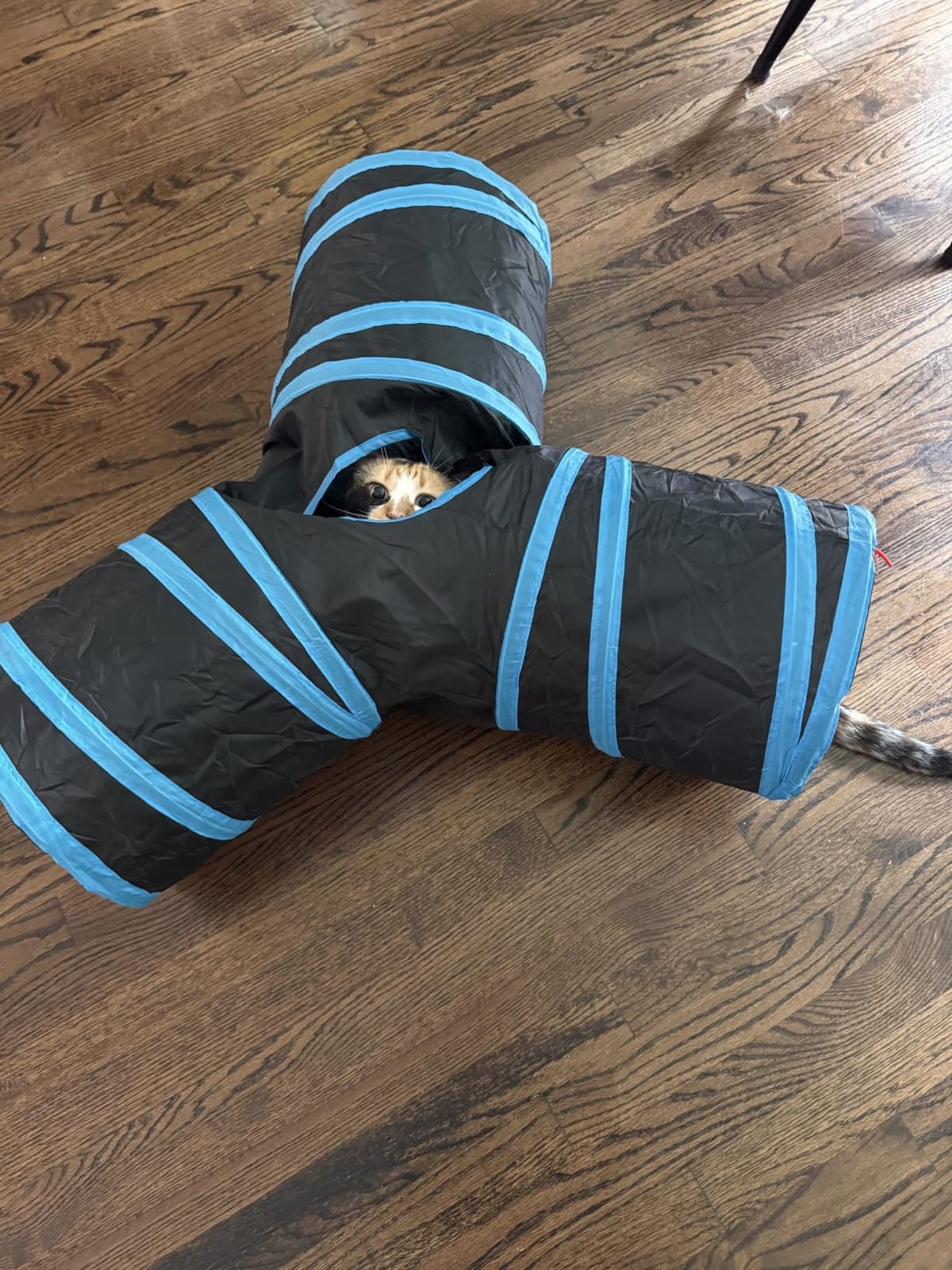 Tempcore Pet Tunnel Tube Cat Toys, Cat Tunnels for Indoor Cats customer photo 1