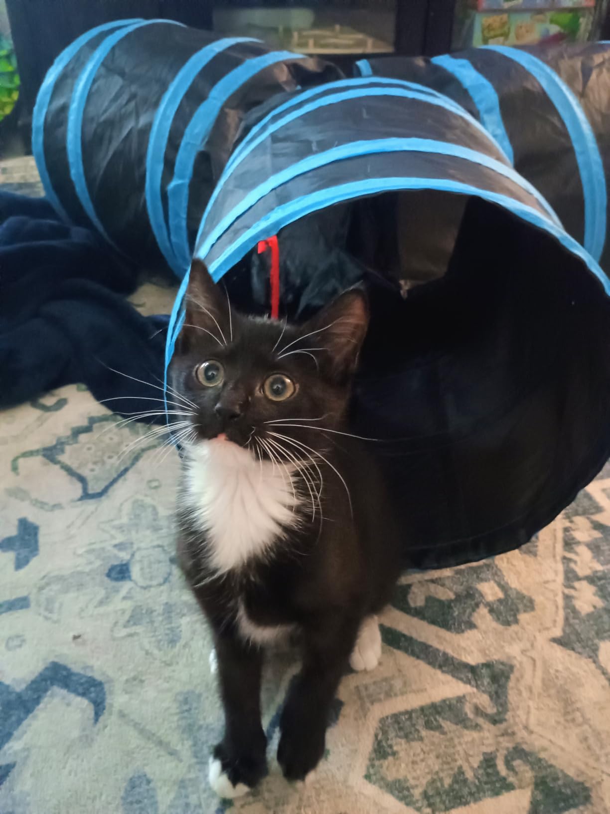 Tempcore Pet Tunnel Tube Cat Toys, Cat Tunnels for Indoor Cats customer photo 2