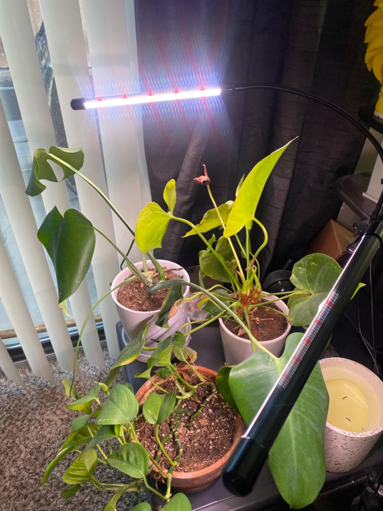GHodec Grow Light,Full Spectrum White 84 LED Clip Plant Light customer photo 1