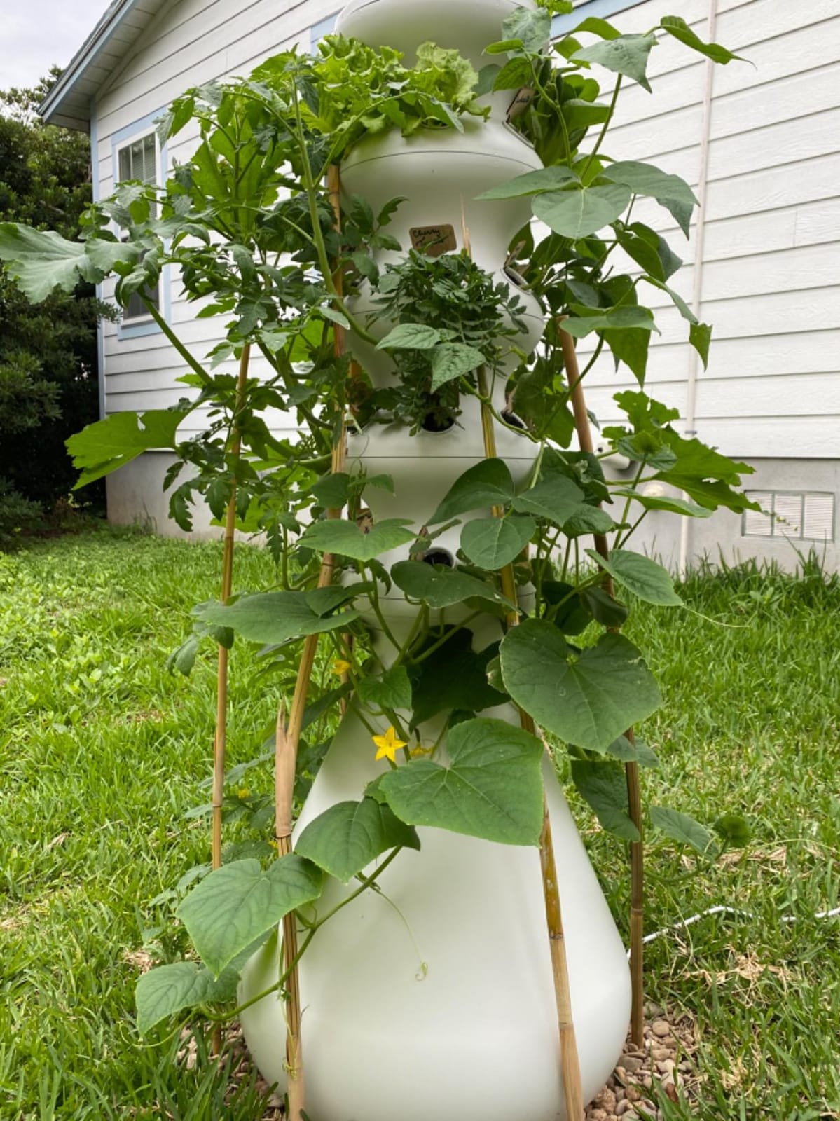 Lettuce Grow Farmstand Hydroponic Growing System, 24-Plant Indoor/Outdoor Vertical Garden, BPA-Free Food Grade, Made in USA customer photo 2