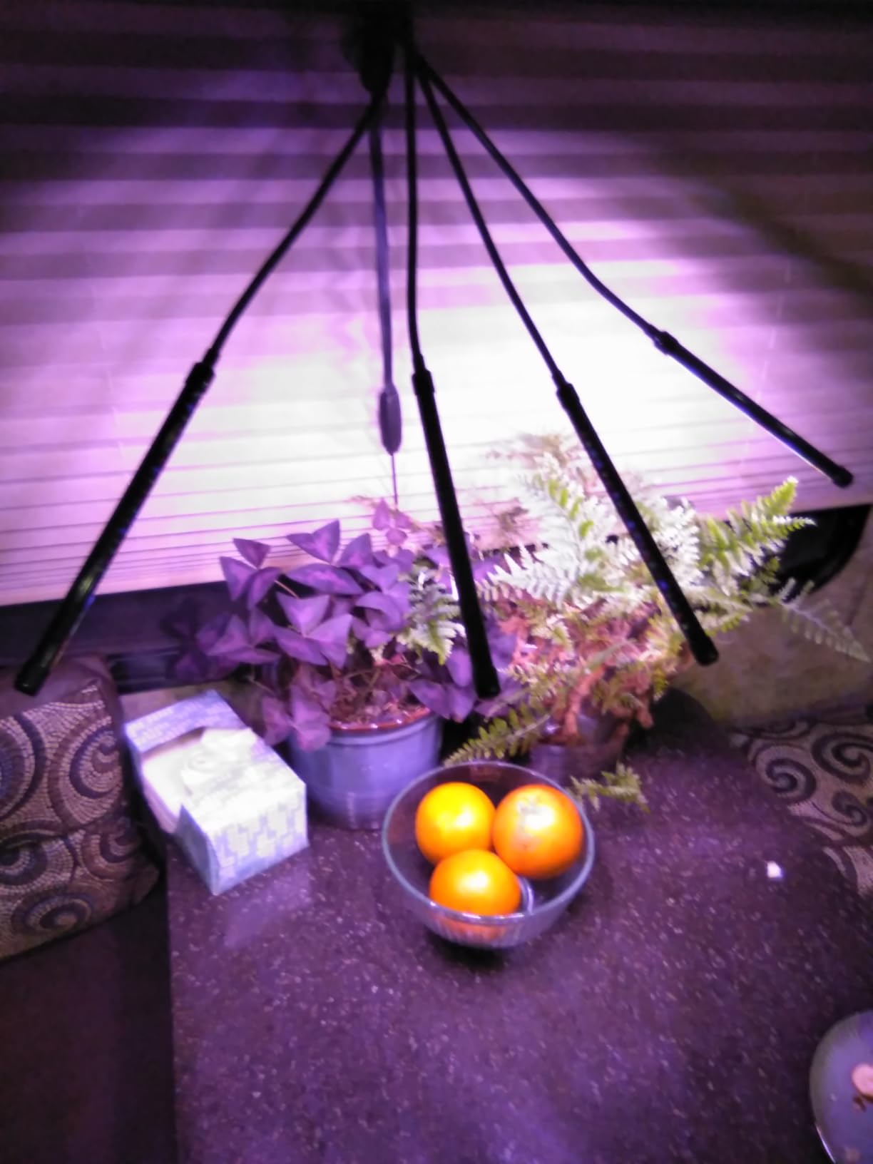 LEOTER Grow Light for Indoor Plants - Upgraded Version 80 LED Lamps with Full Spectrum & Red Blue Spectrum, 3/9/12H Timer, 10 Dimmable Level, Adjustable Gooseneck,3 Switch Modes customer photo 1