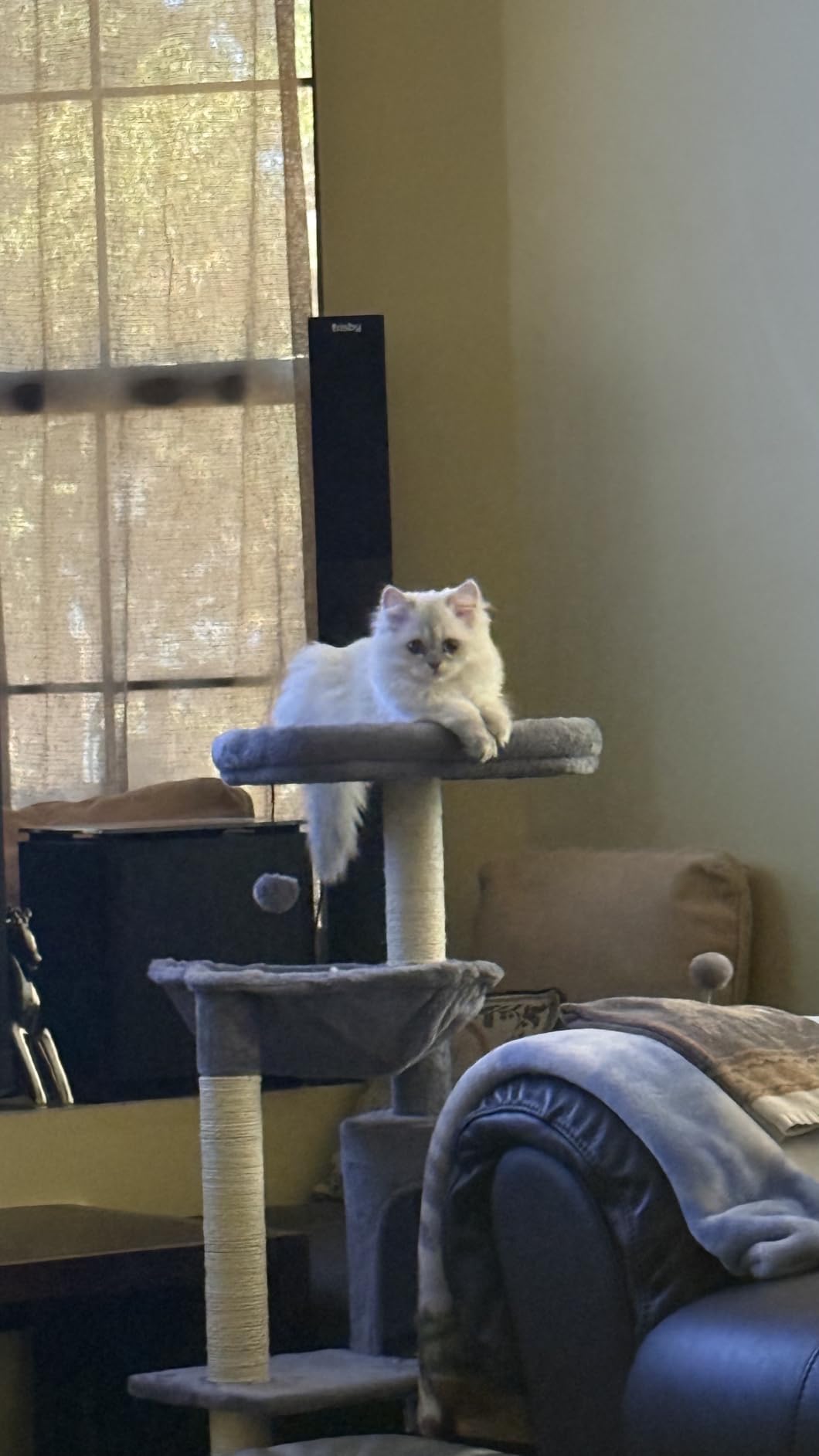 YUNIQUE Cat Tree with Cat Condo and Big Hammock, Grey customer photo 1