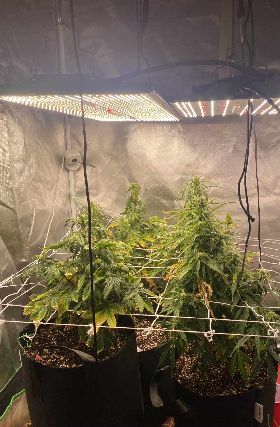 250 Watt Plant Lights for Indoor Growing, Full Spectrum LED Grow Lights customer photo 1
