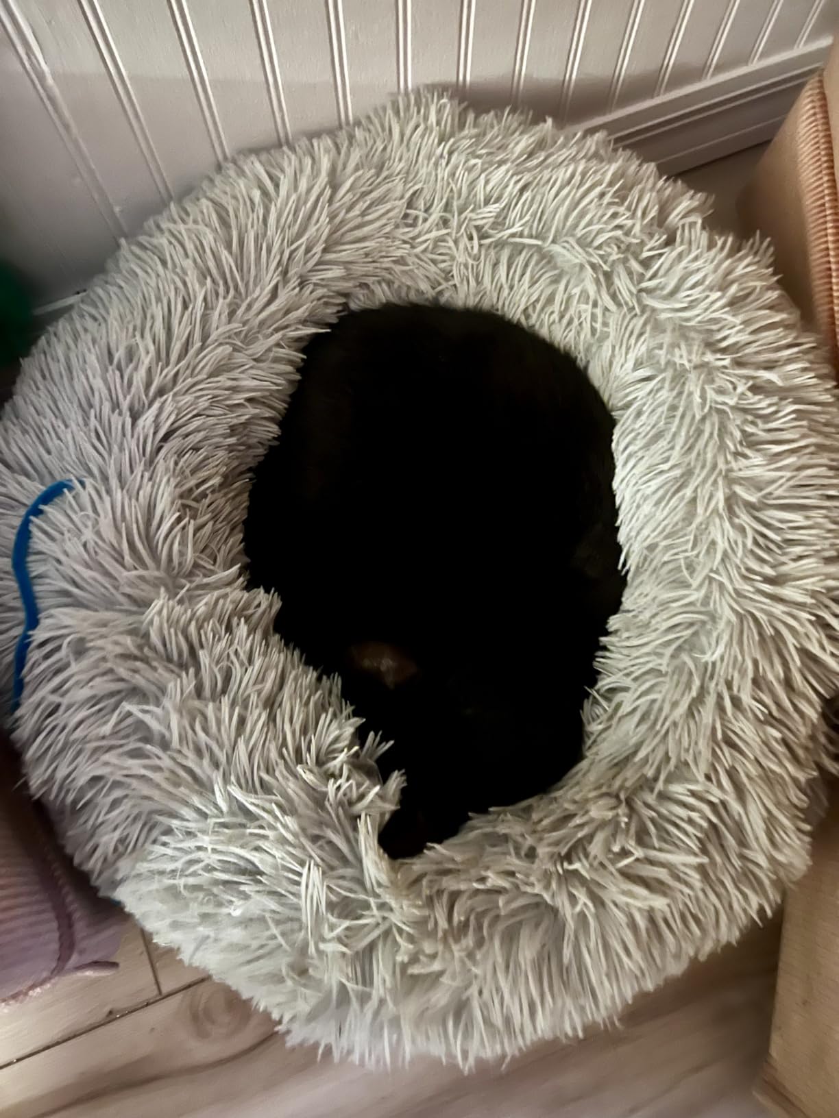 Cat Bed for Indoor Cats,Mini Plush Self Warming Kitten Bed, 20 Inch customer photo 2