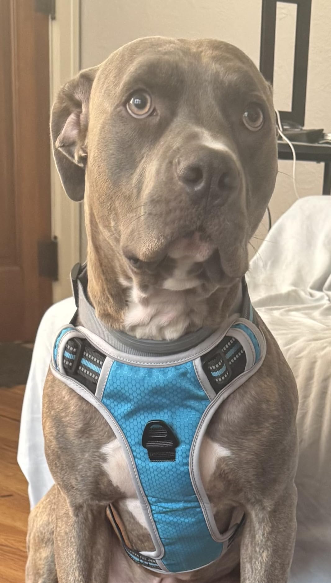 tobeDRI No Pull Dog Harness Adjustable Reflective Oxford Easy Control Medium Large Dog Harness with A Free Heavy Duty 5ft Dog Leash, Blue, L customer photo 1