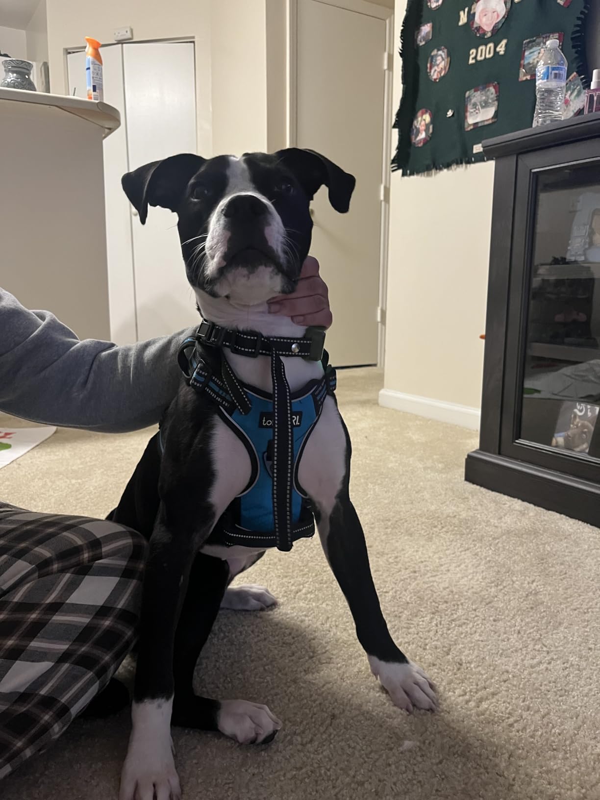 tobeDRI No Pull Dog Harness Adjustable Reflective Oxford Easy Control Medium Large Dog Harness with A Free Heavy Duty 5ft Dog Leash, Blue, L customer photo 2