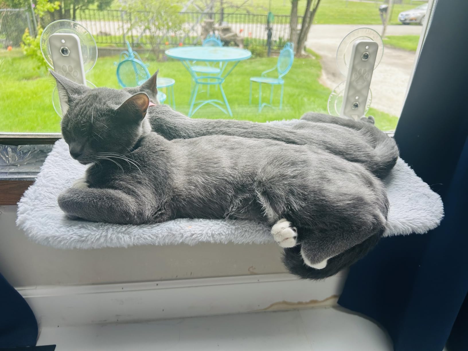 Cat Window Perch, Cat Hammock w/Fleece Blanket Upgraded Screw Suction Cups customer photo 2
