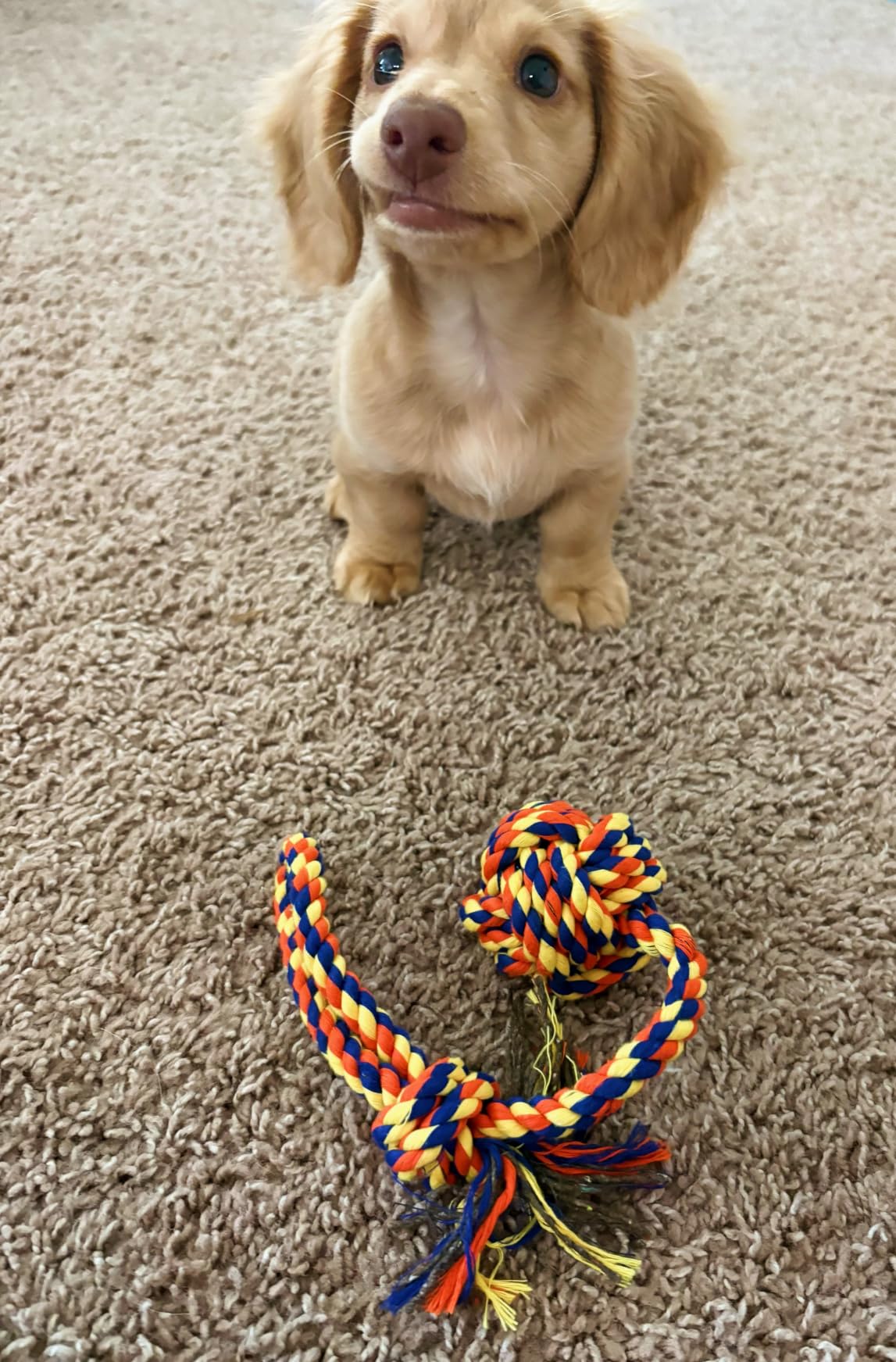 SHARLOVY Large Tough Chew Toys for Aggressive Chewers, 9 Pack Dog Rope Toys customer photo 2
