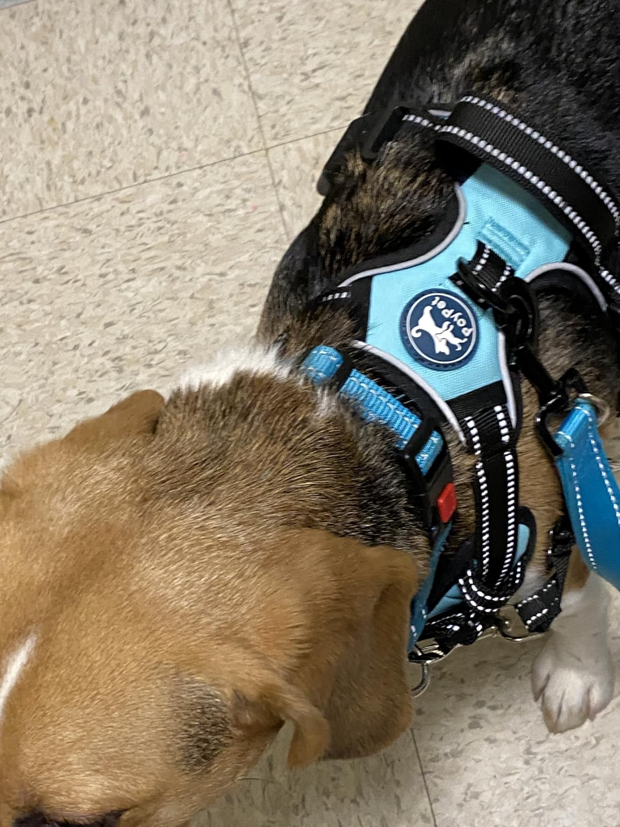 PoyPet No Pull Dog Harness Large, Reflective Vest with Front Clip & Handle customer photo 1