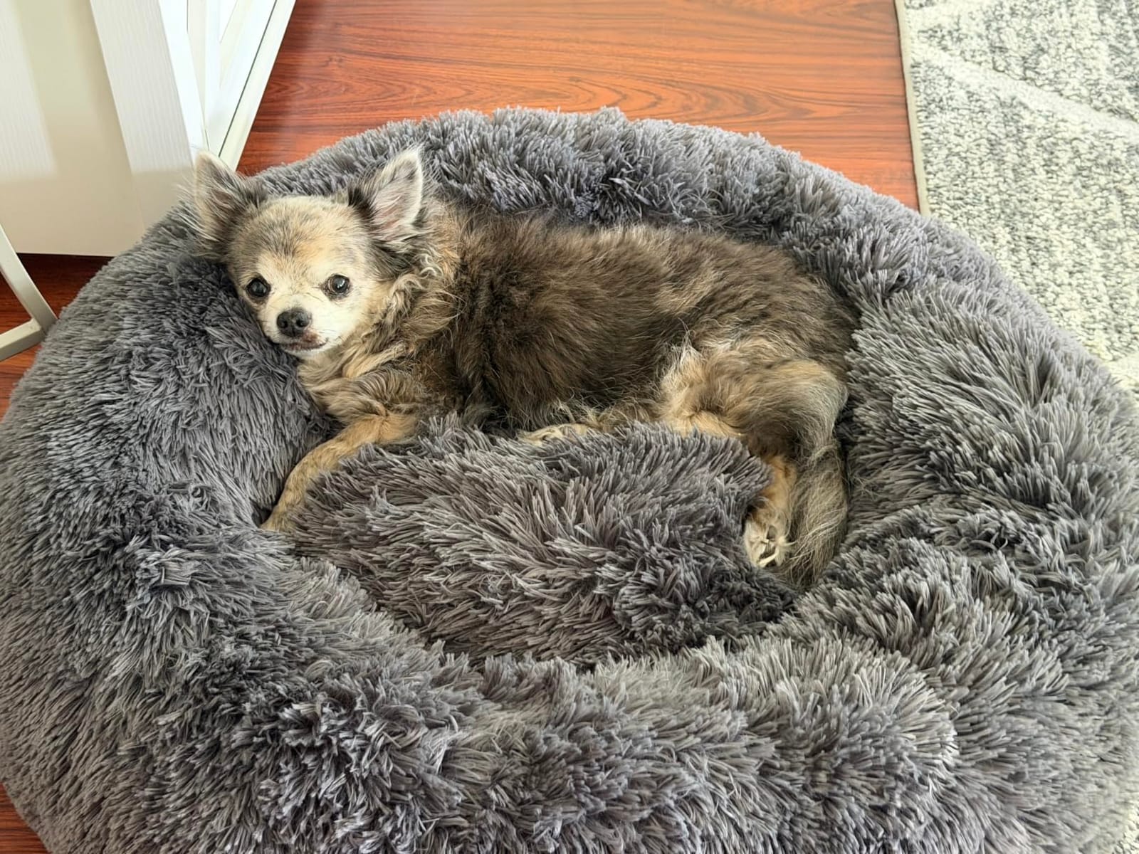 Bedsure Calming Dog Bed Medium Size Dog Donut Washable Pet Bed,30ins Camel customer photo 1