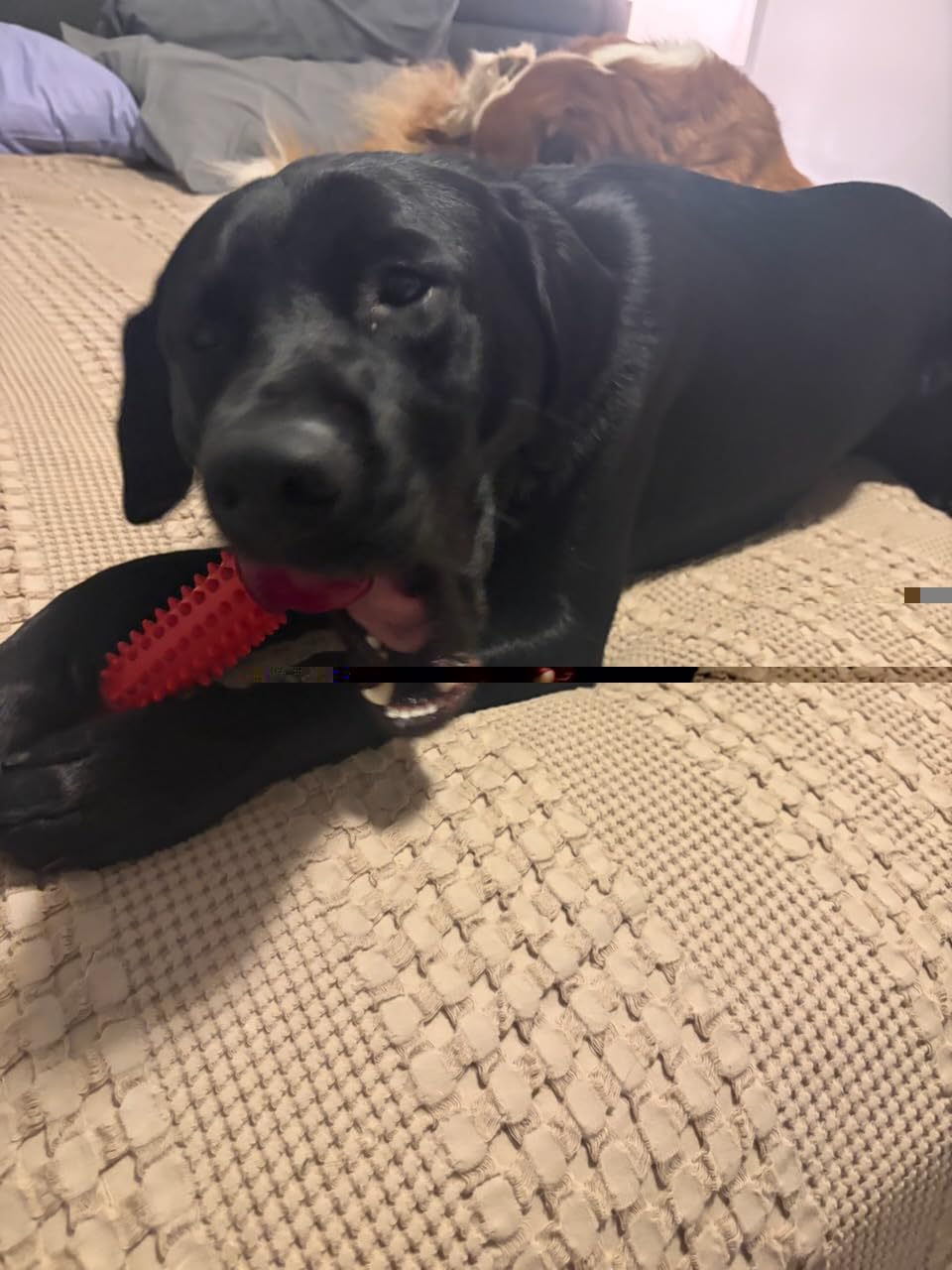 Tough Dog Toys for Aggressive Chewers: Beef Flavored Long Lasting Dog Bones for Large Dogs, Indestructible Dog Chew Toys to Keep Them Busy, Large Dog Toys for Medium & Large Breed, Red customer photo 1