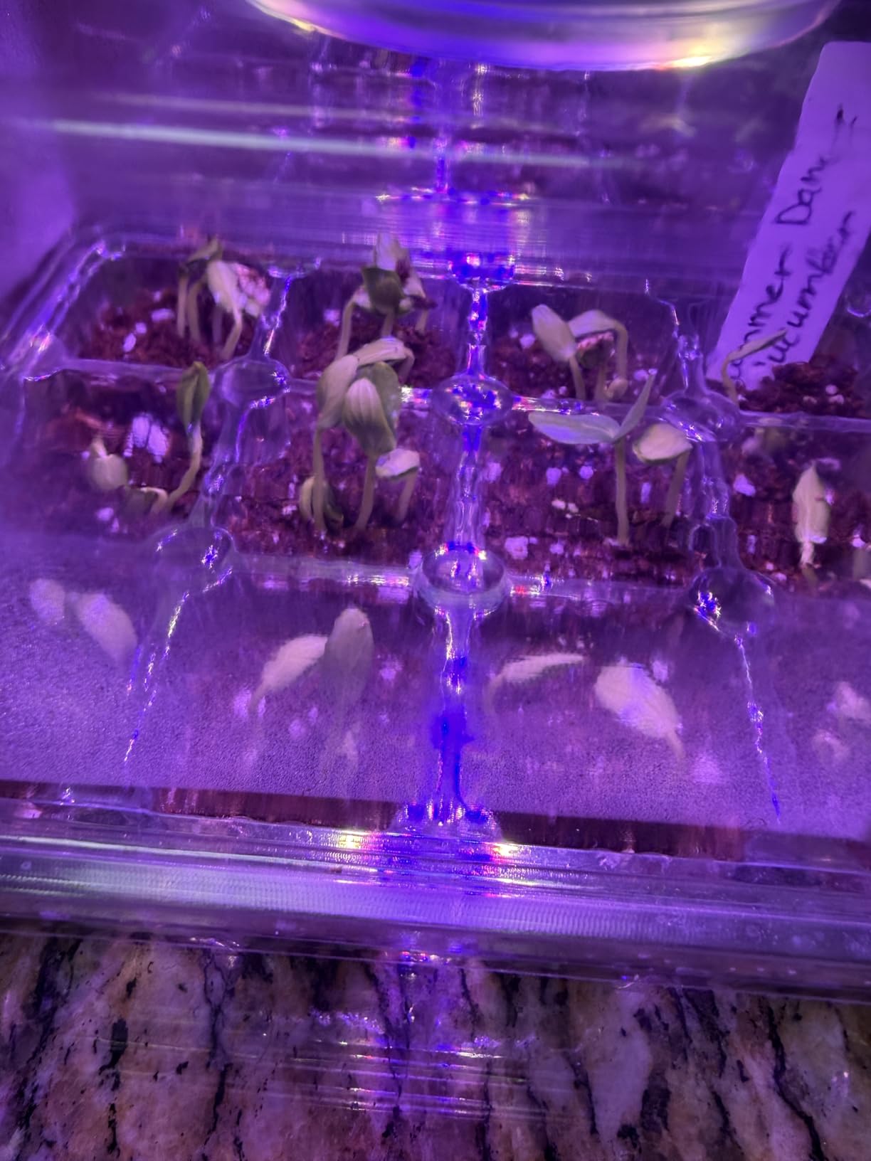 Bonviee Seed Starter Trays with 12-LED Grow Lights, Green, 5 Pack customer photo 1