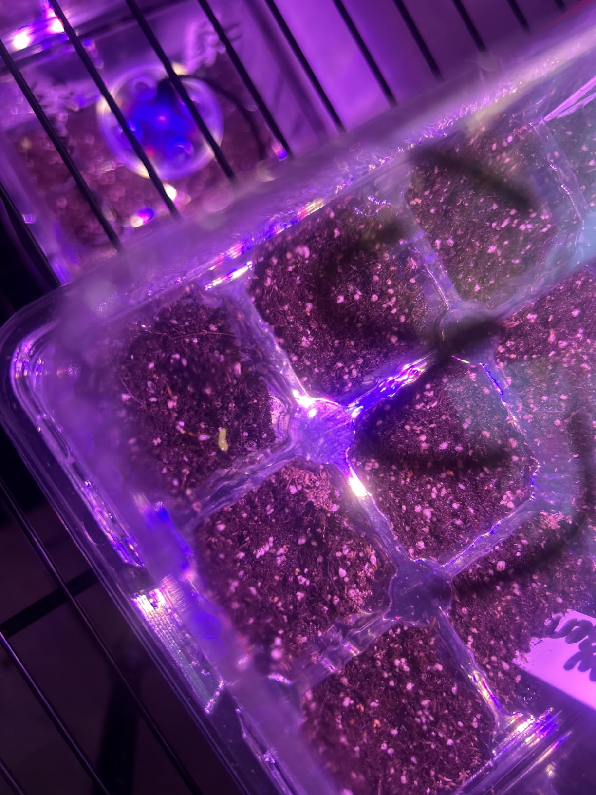 Bonviee Seed Starter Trays with 12-LED Grow Lights, Green, 5 Pack customer photo 2