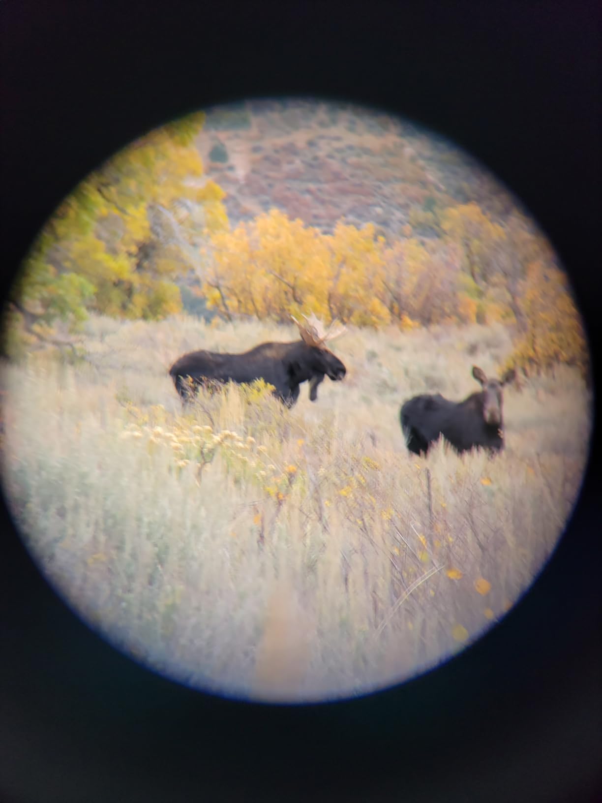 Leupold BX-1 McKenzie HD Binoculars, 10x42mm (181173) customer photo 1