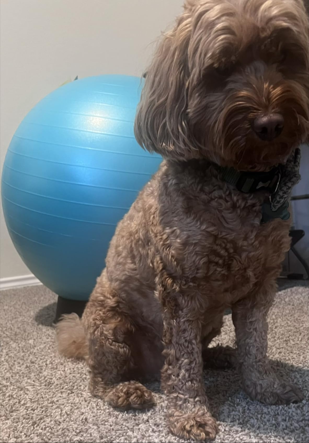 Retrospec Luna Exercise Ball with Pump - Anti-Burst Fitness Equipment for Yoga, Core Training & Stability - Home Gym Swiss Ball for Office & Pregnancy customer photo 2