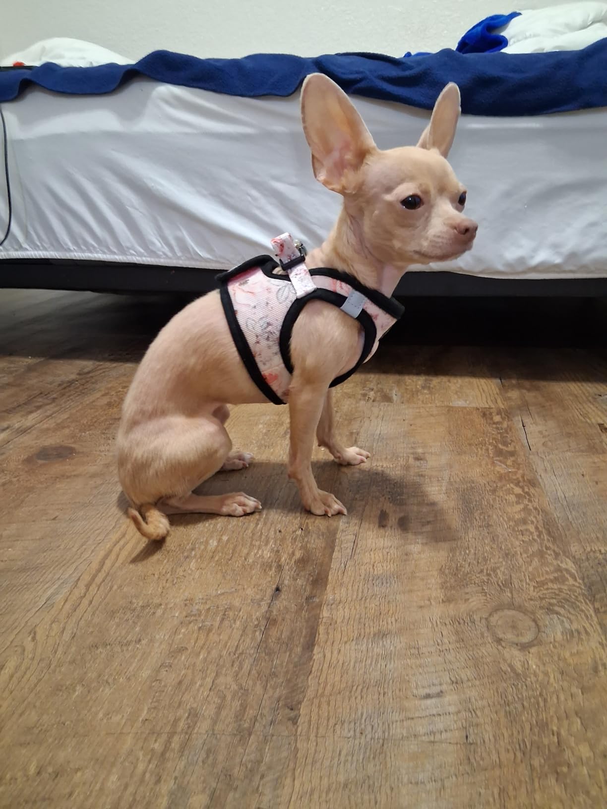 EcoBark Step in Dog Harness, Reflective Soft Padded Mesh Vest, Small Dogs customer photo 2