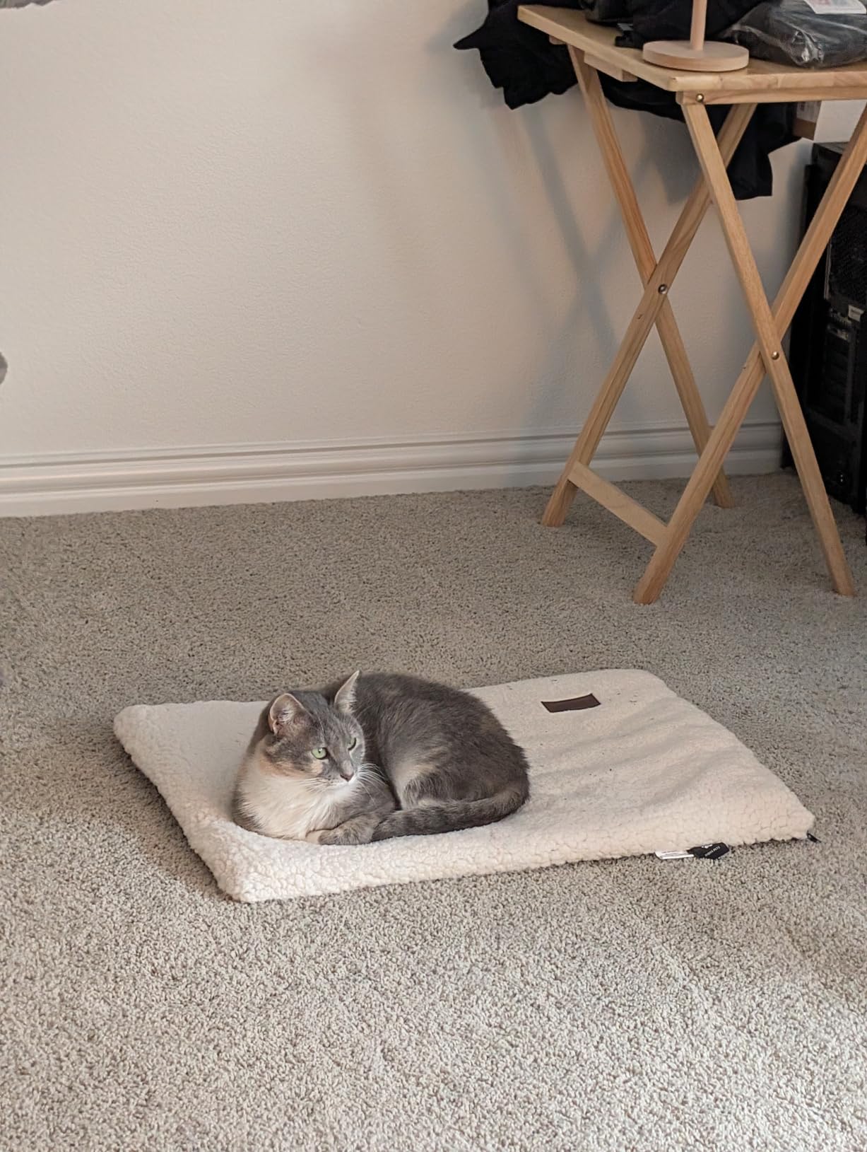 Mora Pets Self Warming Cat Bed Self Heating Cat Dog Mat Pet Pad Extra Warm customer photo 2
