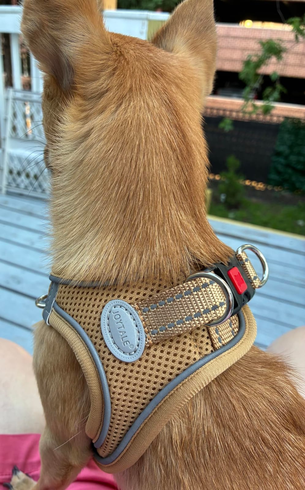 Joytale Step-in Dog Harness, Soft Breathable Mesh, Teal S customer photo 2