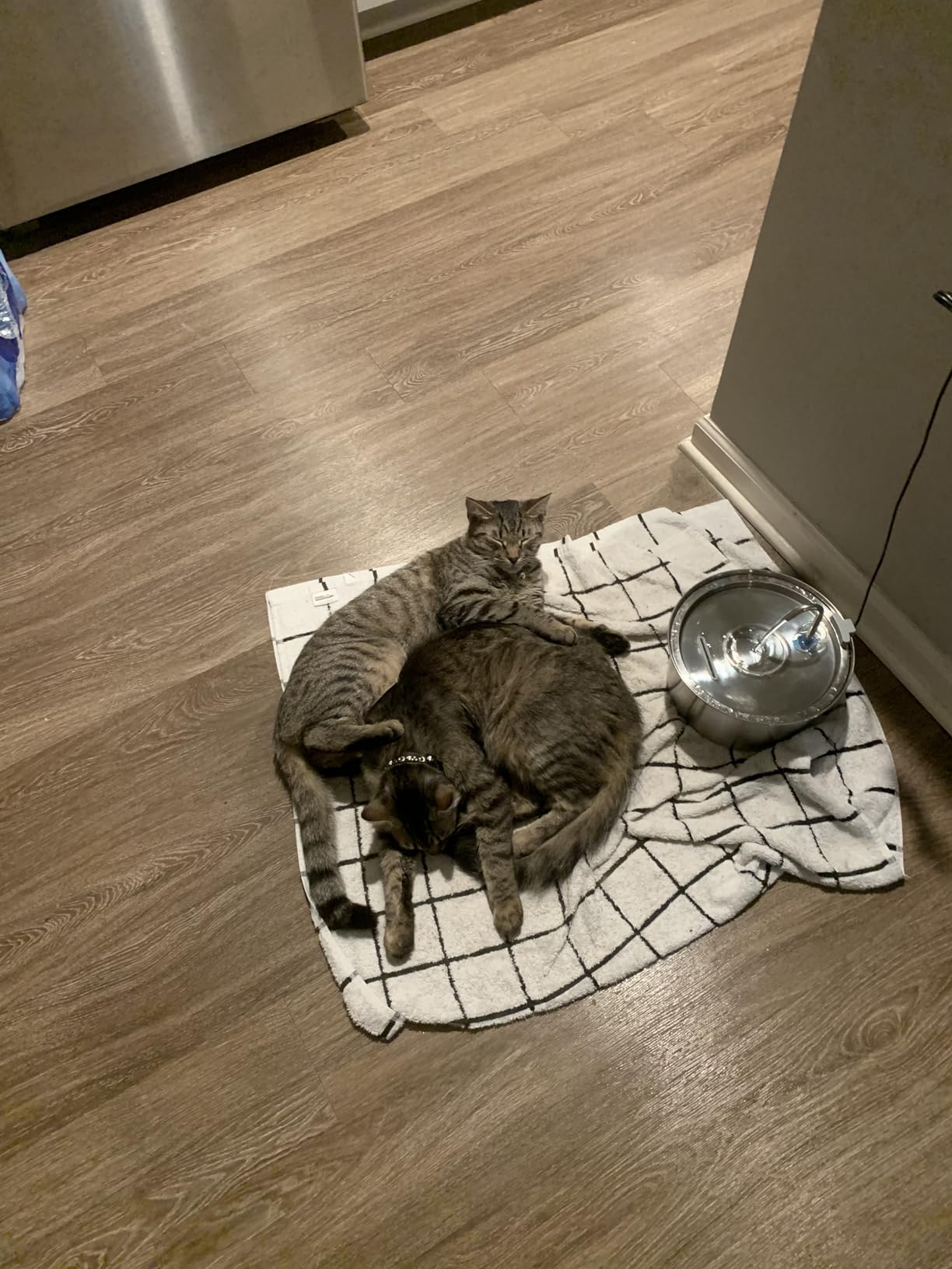 Tomxcute Cat Water Fountain Stainless Steel, 108oz/3.2L Pet Fountain customer photo 1