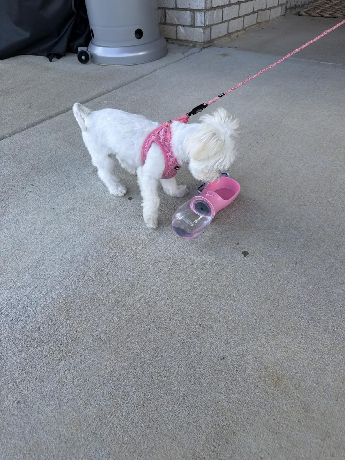Cibaabo Dog Water Bottle Portable with Food Container & Filter for Travel customer photo 2