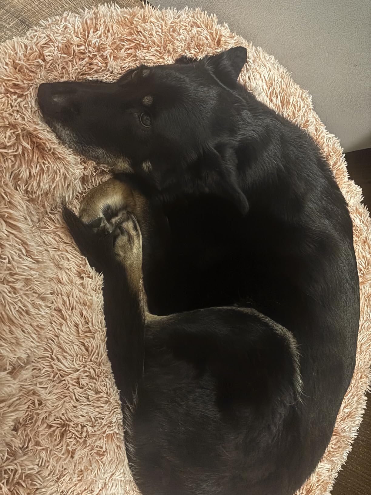 Bedfolks Calming Fluffy Donut Dog Bed for Large Dogs,Dark Grey, 36