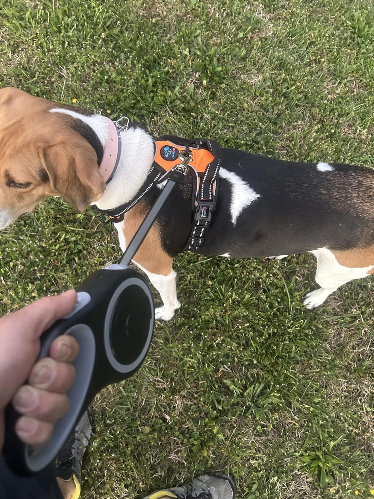 26Ft Retractable Dog Leash, Heavy Duty Great Leash for Dog up to 110 lbs, Anti-Slip Rubberized Handle, One-Handed Brake, Strong Nylon Tape, Tangle Free(Large Size). customer photo 1