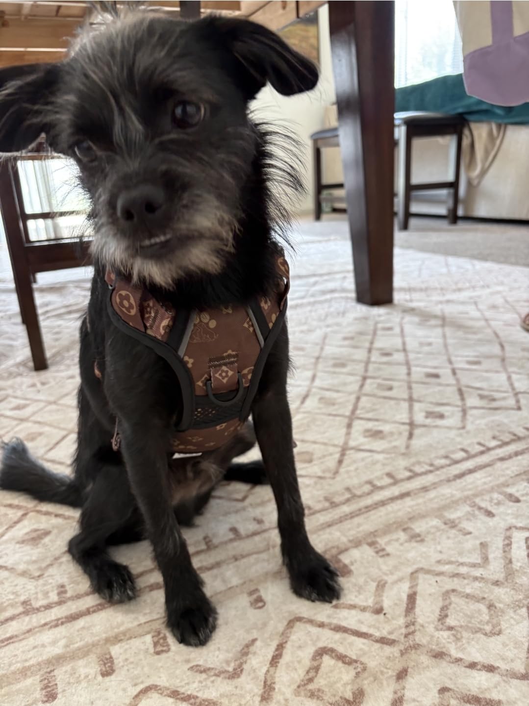 IVY&LANE No Pull Dog Harness for Small Dogs,Reflective Dog Vest Harness customer photo 1