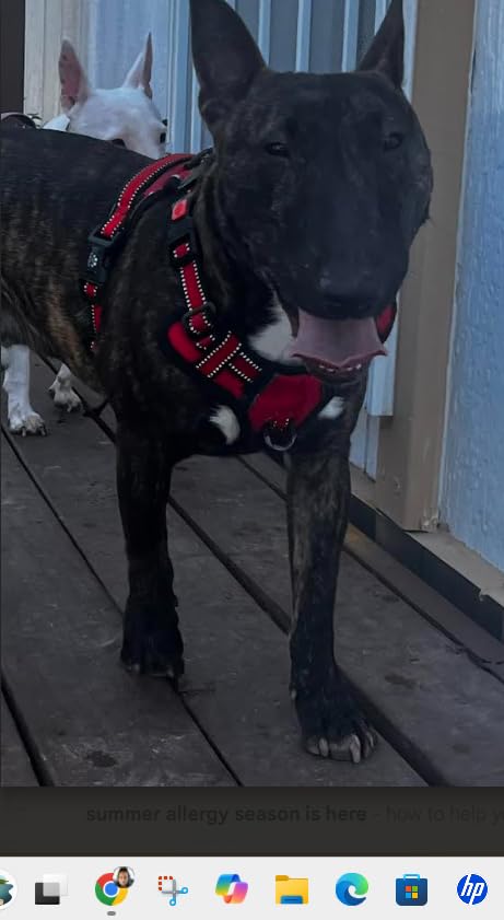 IVY&LANE No Pull Dog Harness for Small Dogs,Reflective Dog Vest Harness customer photo 2