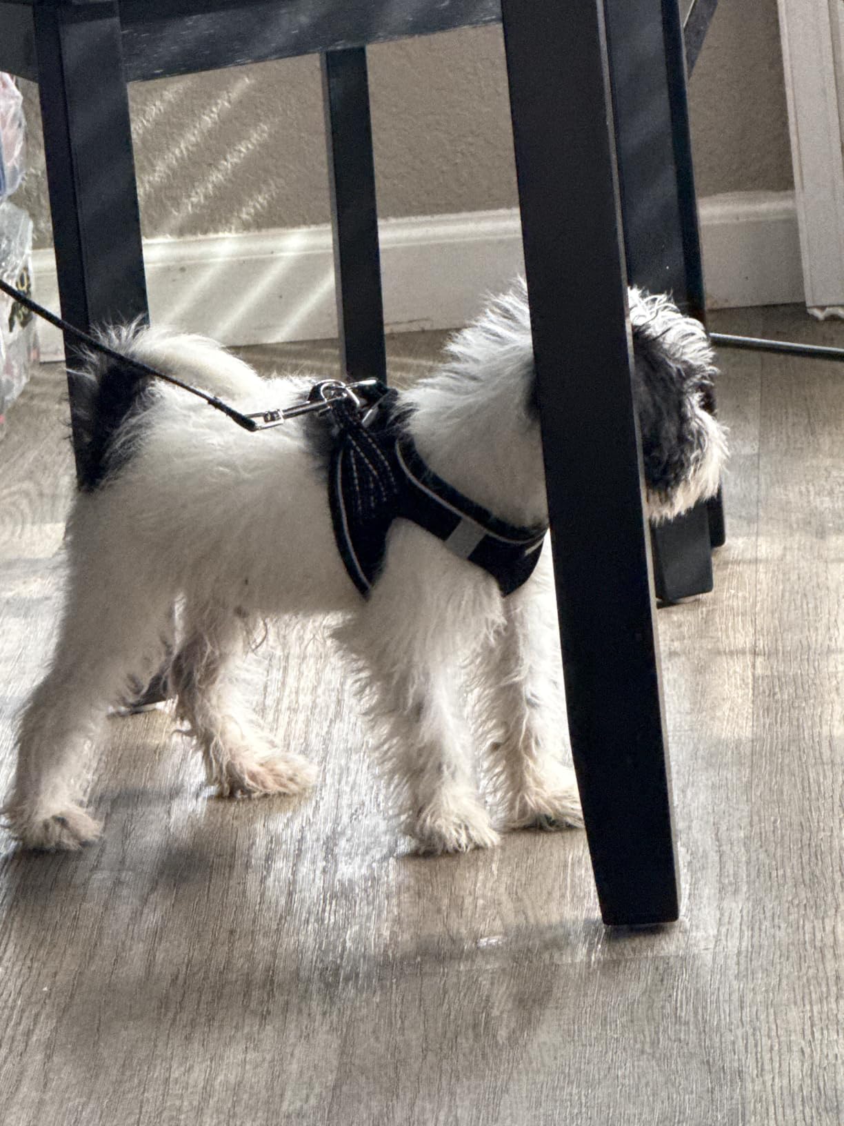 No Pull Dog Puppy Harness and Leash Set Reflective Mesh Vest X-Small customer photo 1