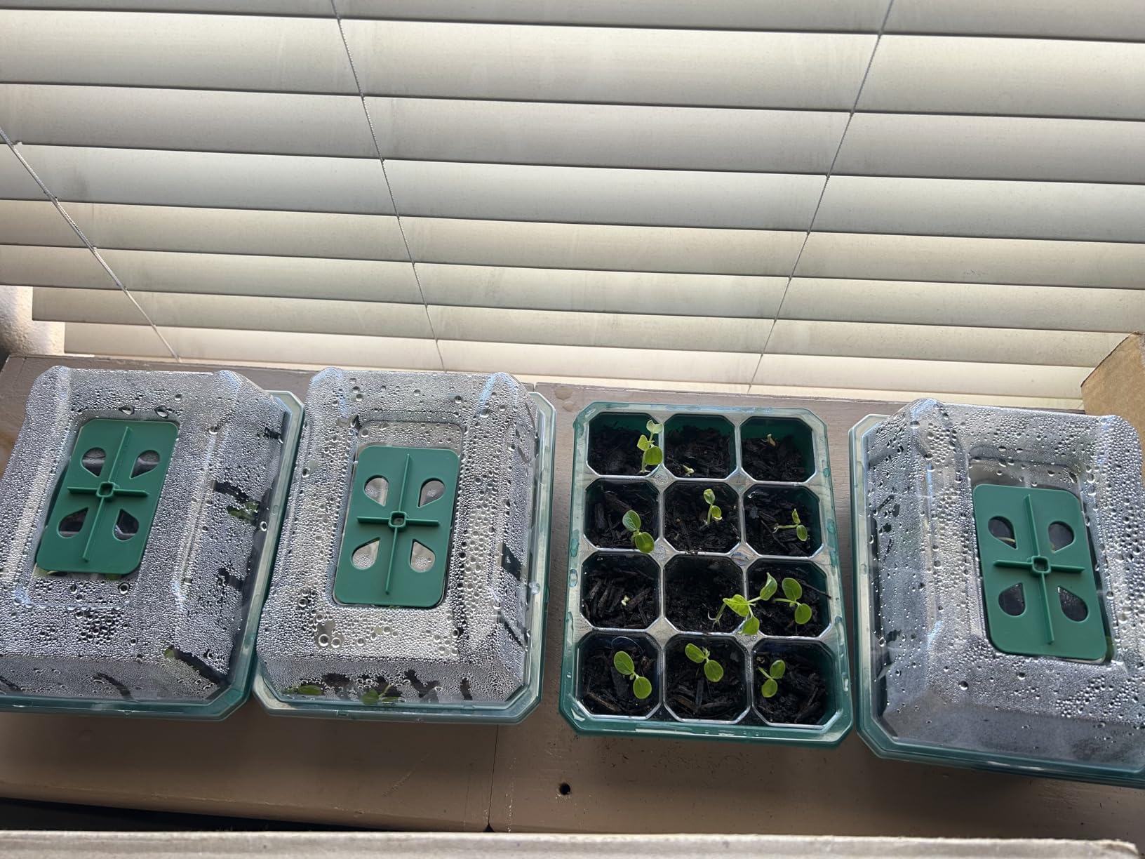 VIVOSUN 6-Pack Seed Starter Trays, 72-Cell Starter Kit with Humidity Dome customer photo 1